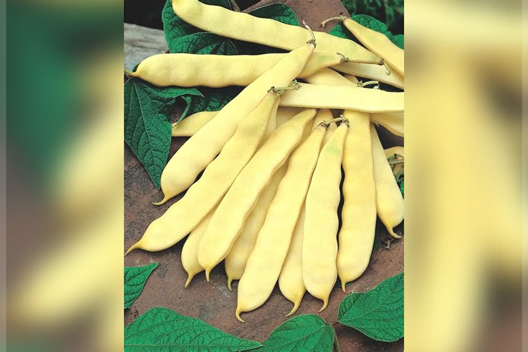 Haricots plats bio