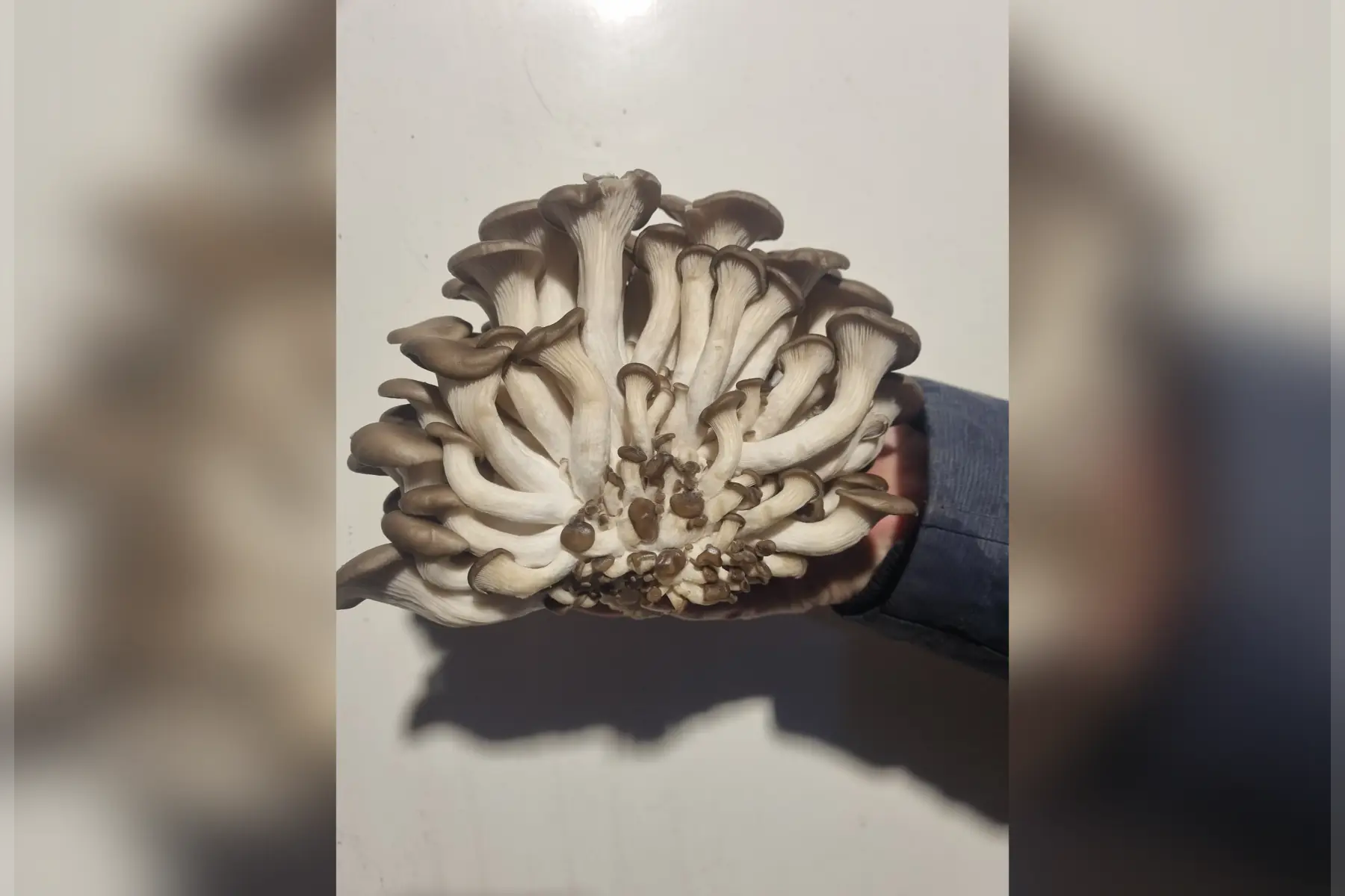 Champignons bio (au choix)