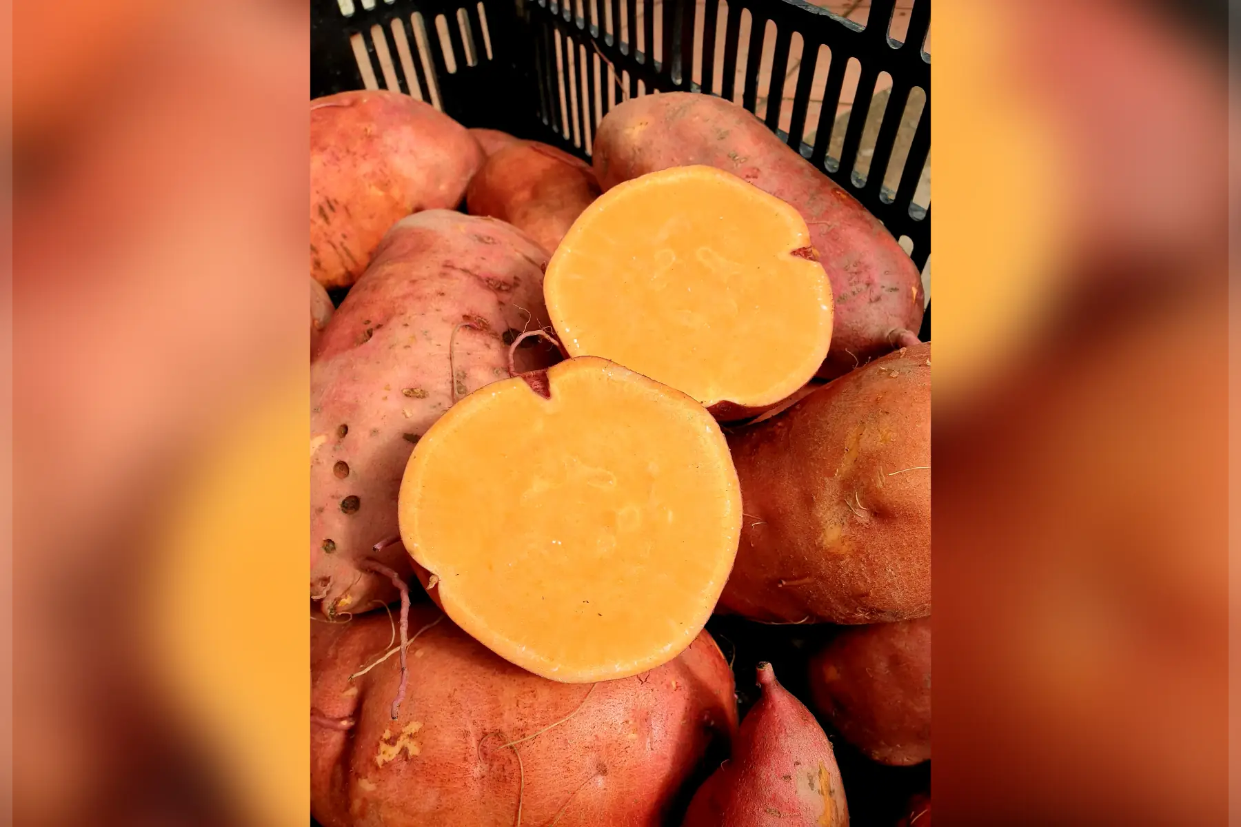 Patate douce chair orange bio