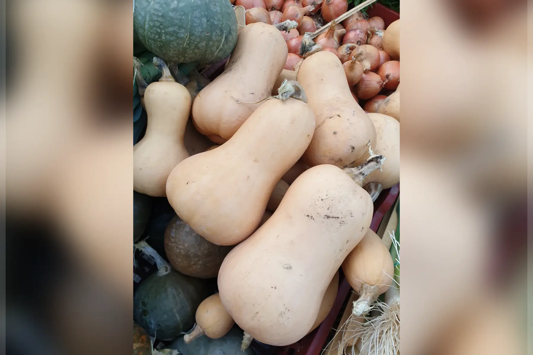 Courge Butternut bio