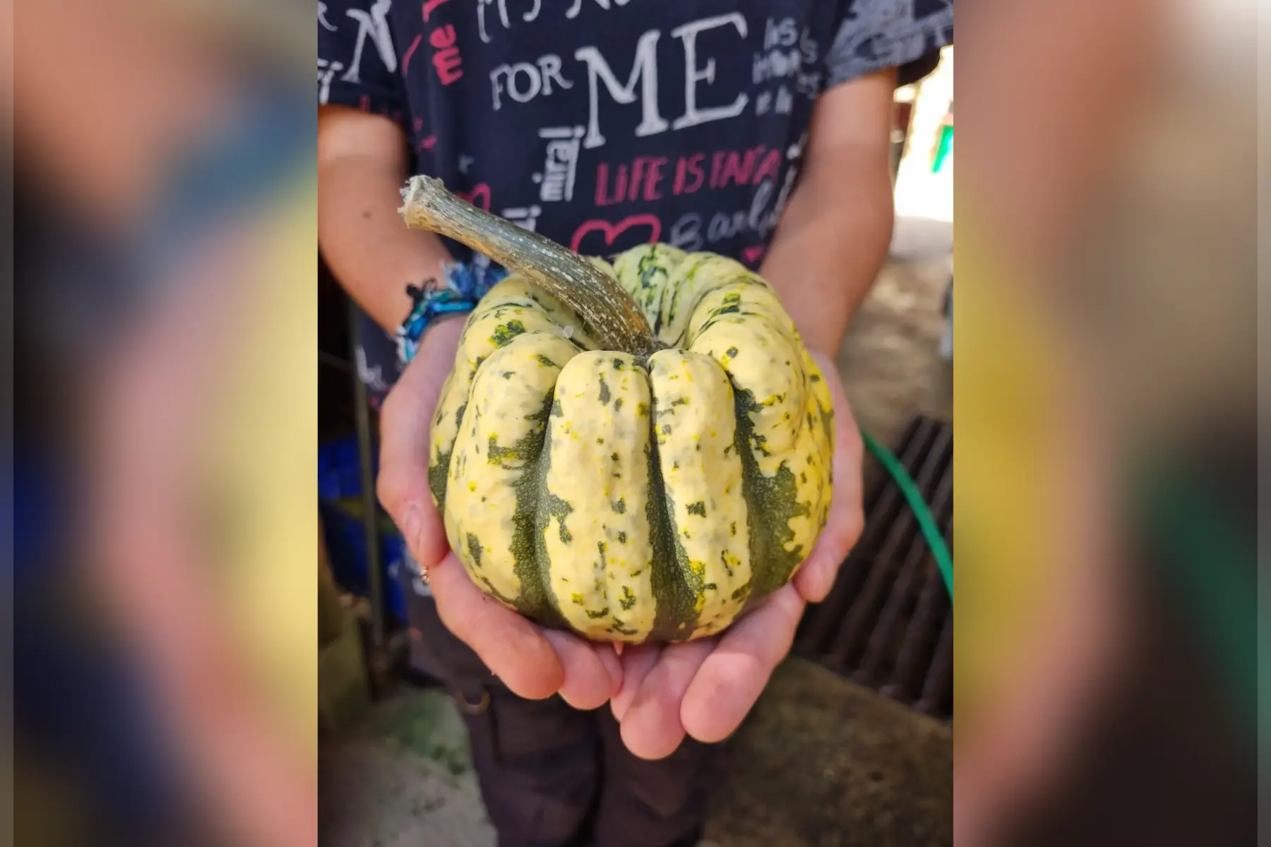 Courge Patidou Bio