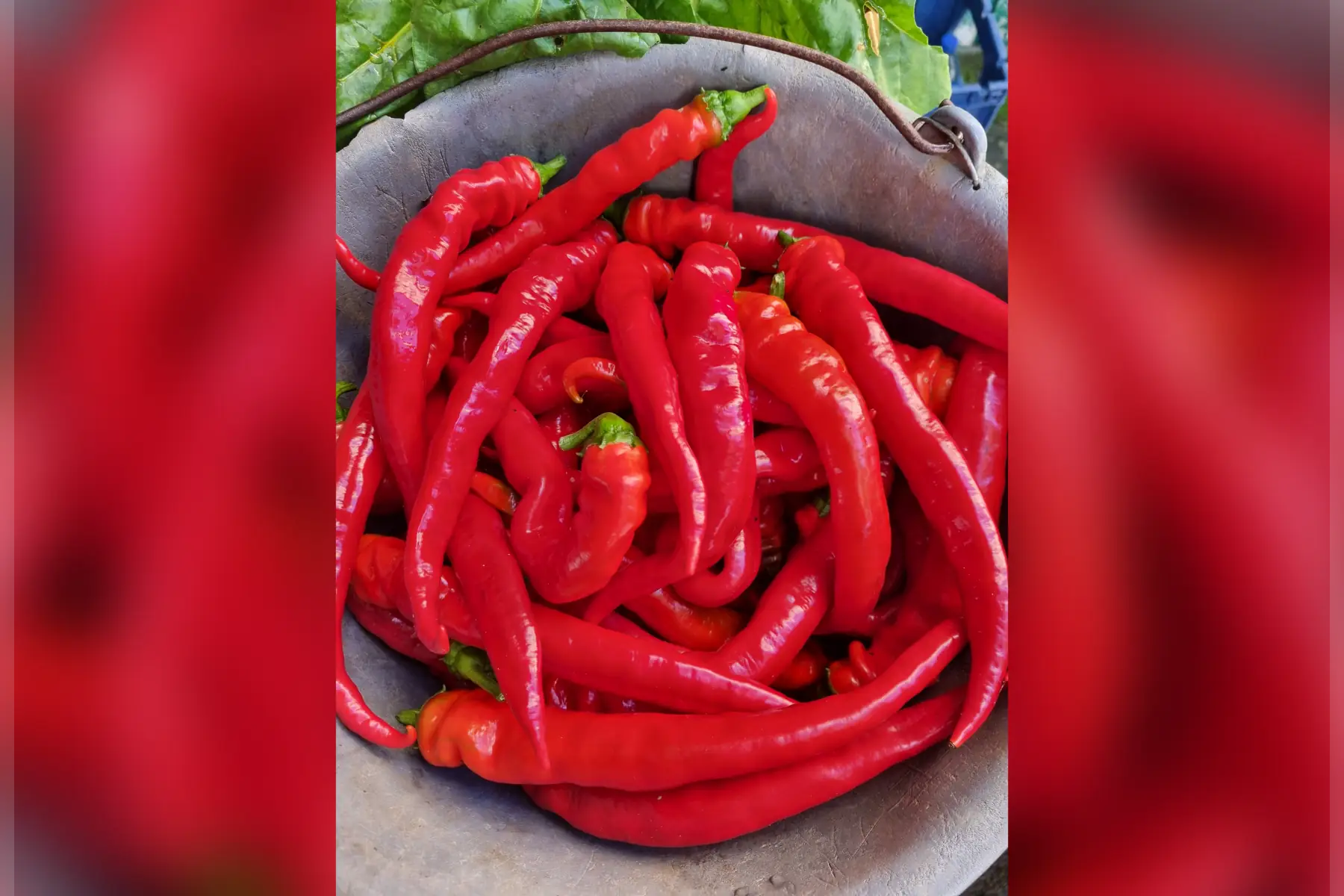 Piment Doux des Landes bio