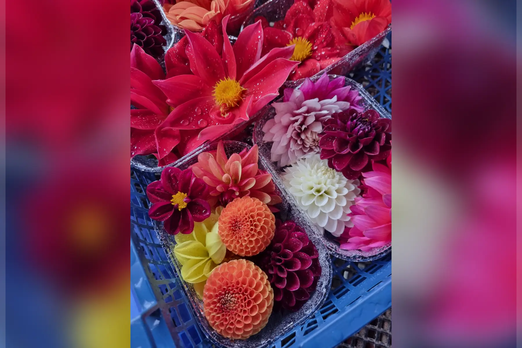 Dahlia comestible bio