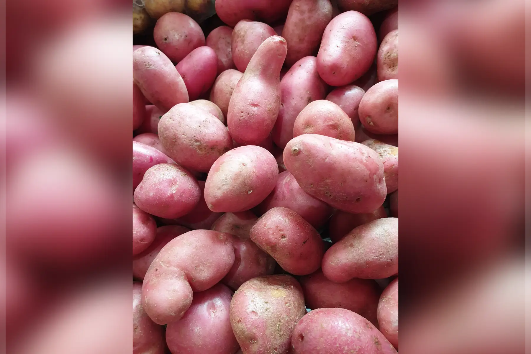 Pomme de terre "Alouette" bio
