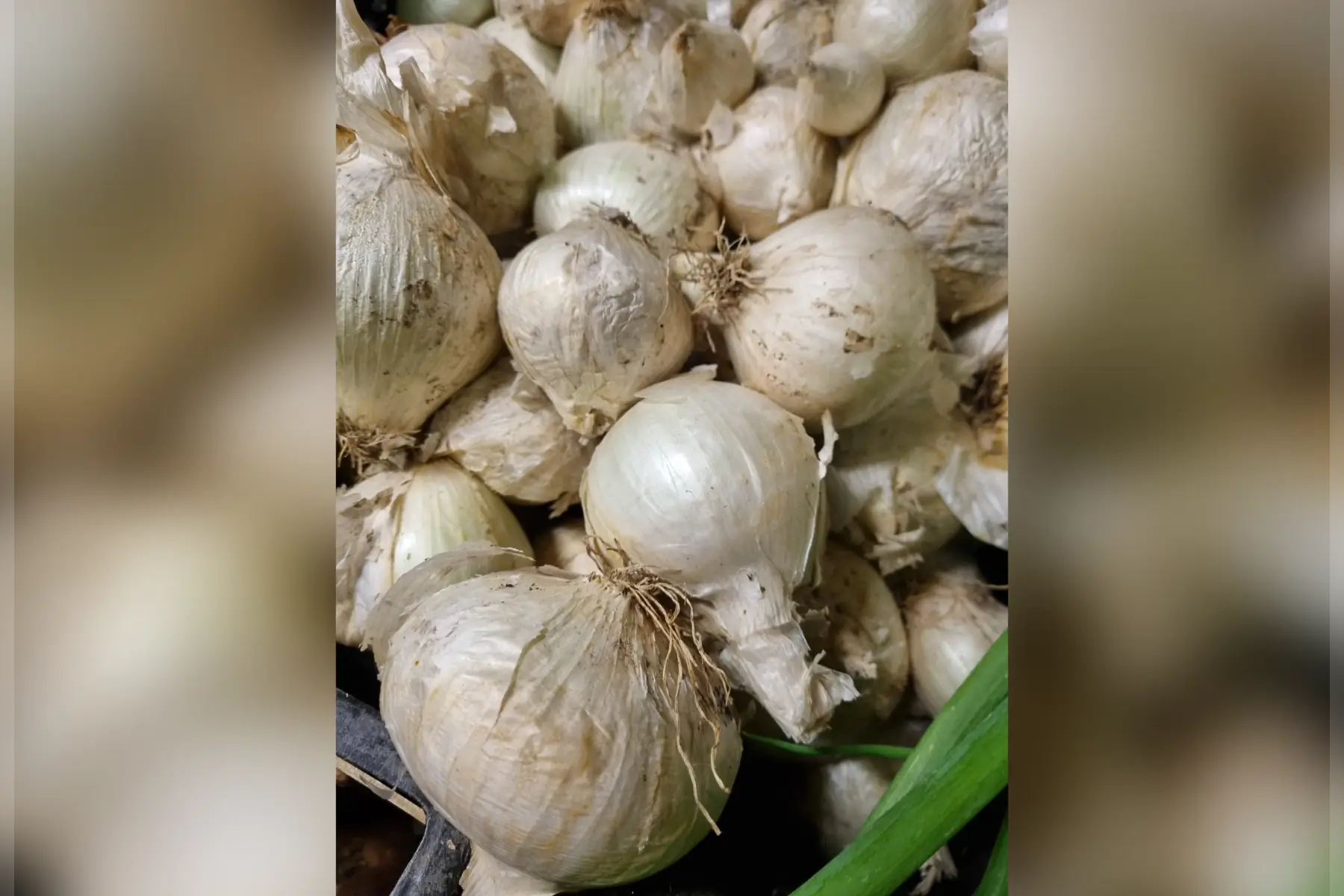 Oignon blanc nouveau bio VRAC