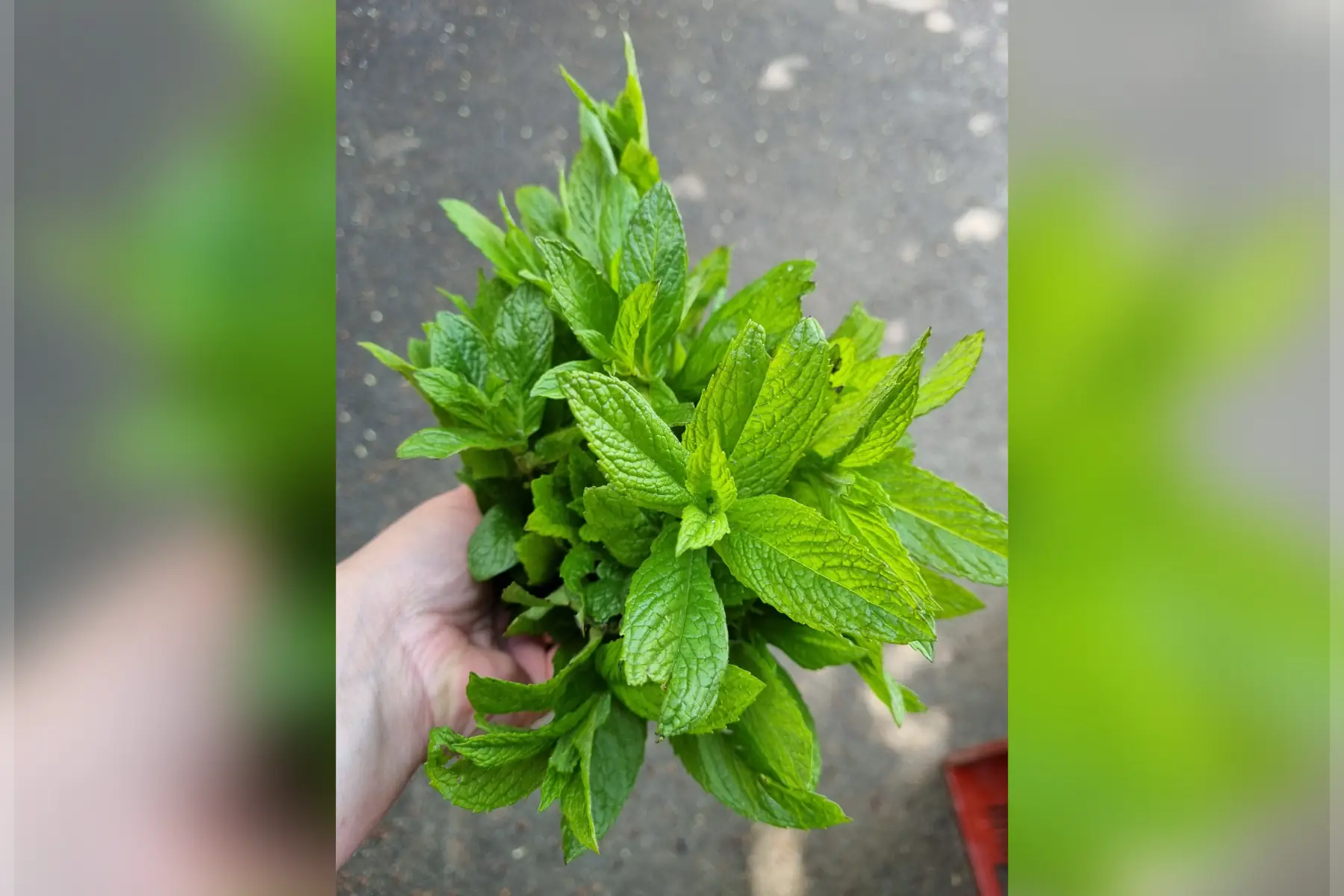 Menthe bio (au choix)