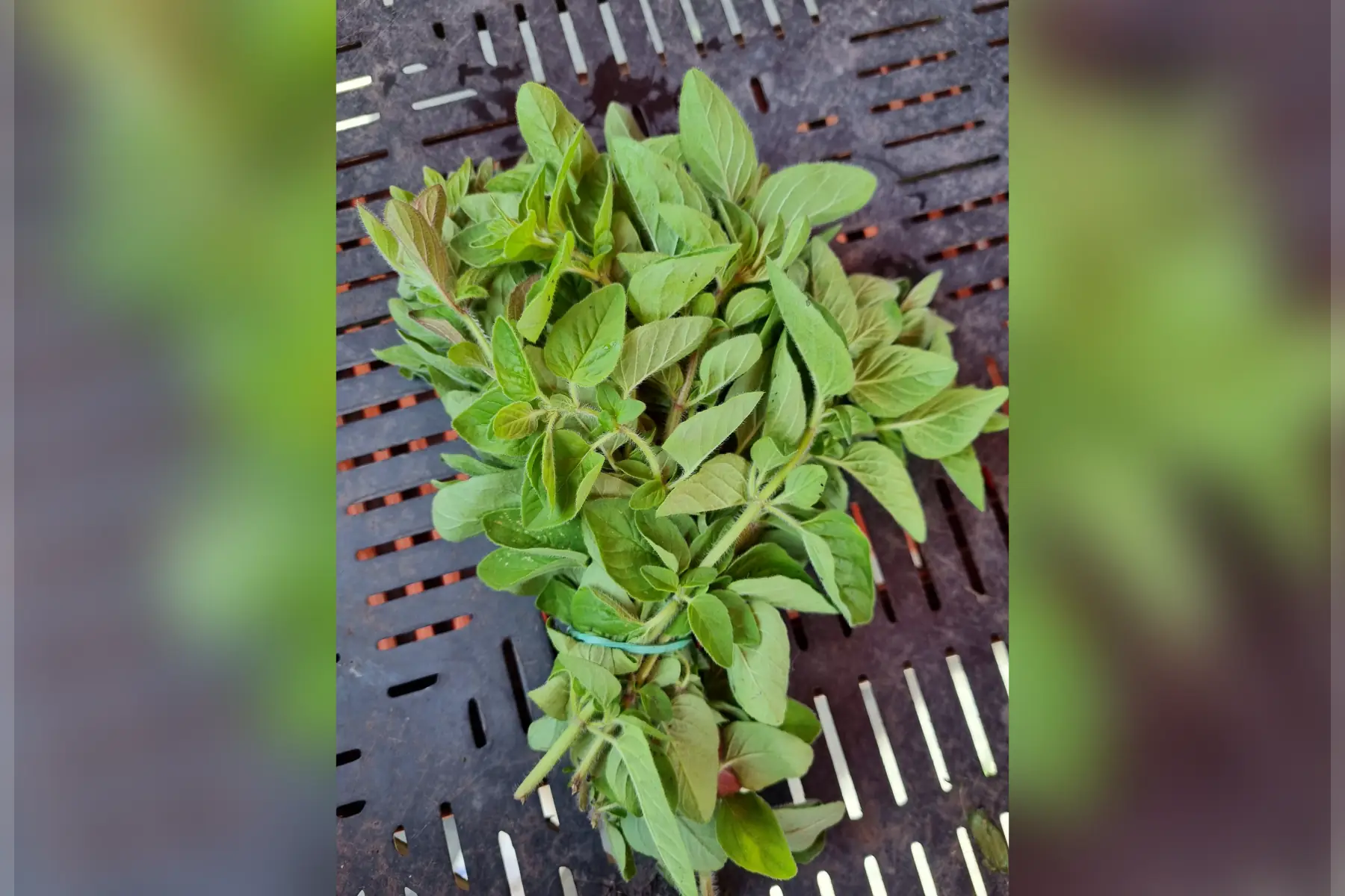 Origan bio