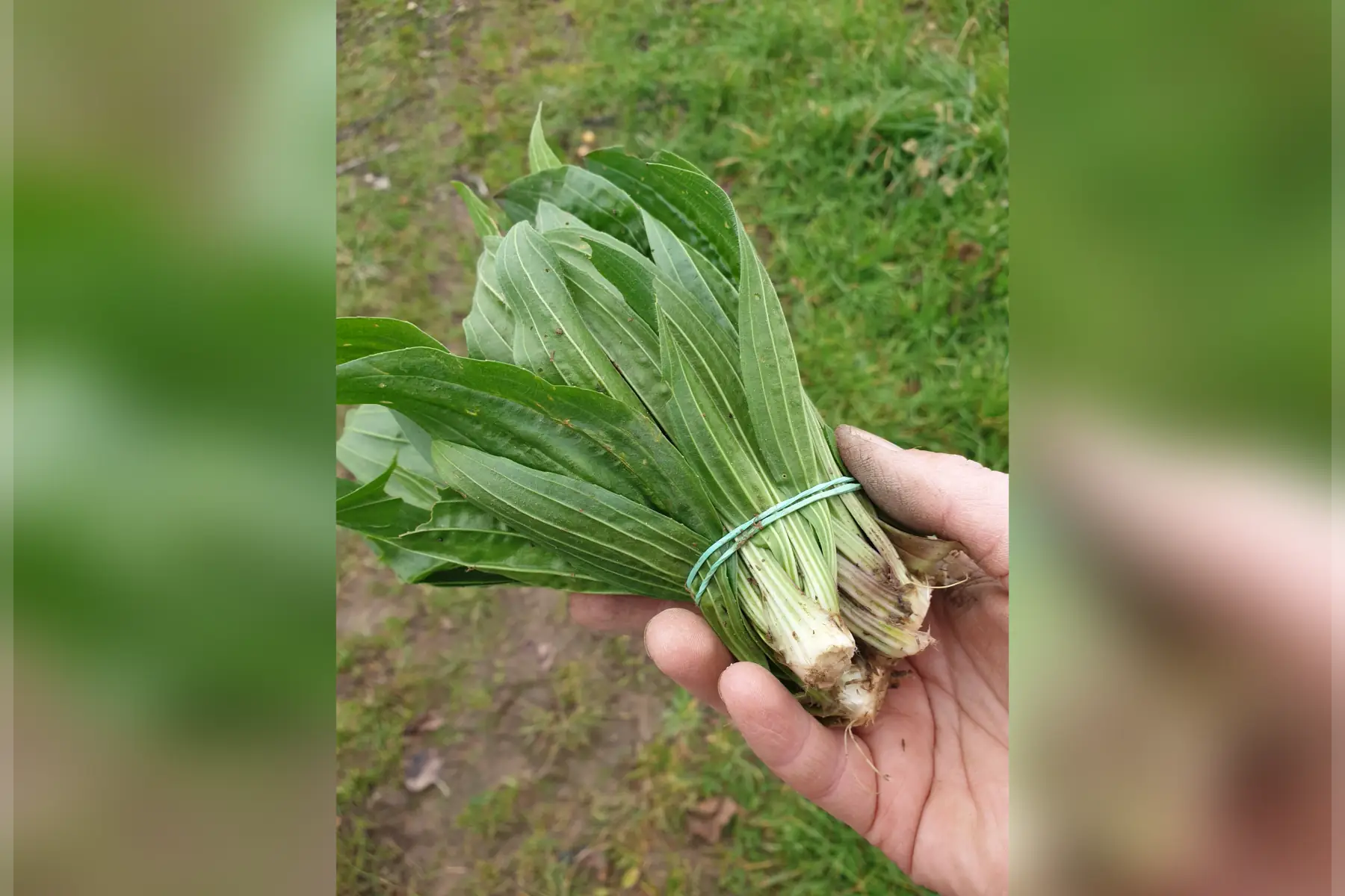 Plantes sauvages & comestibles bio (au choix)