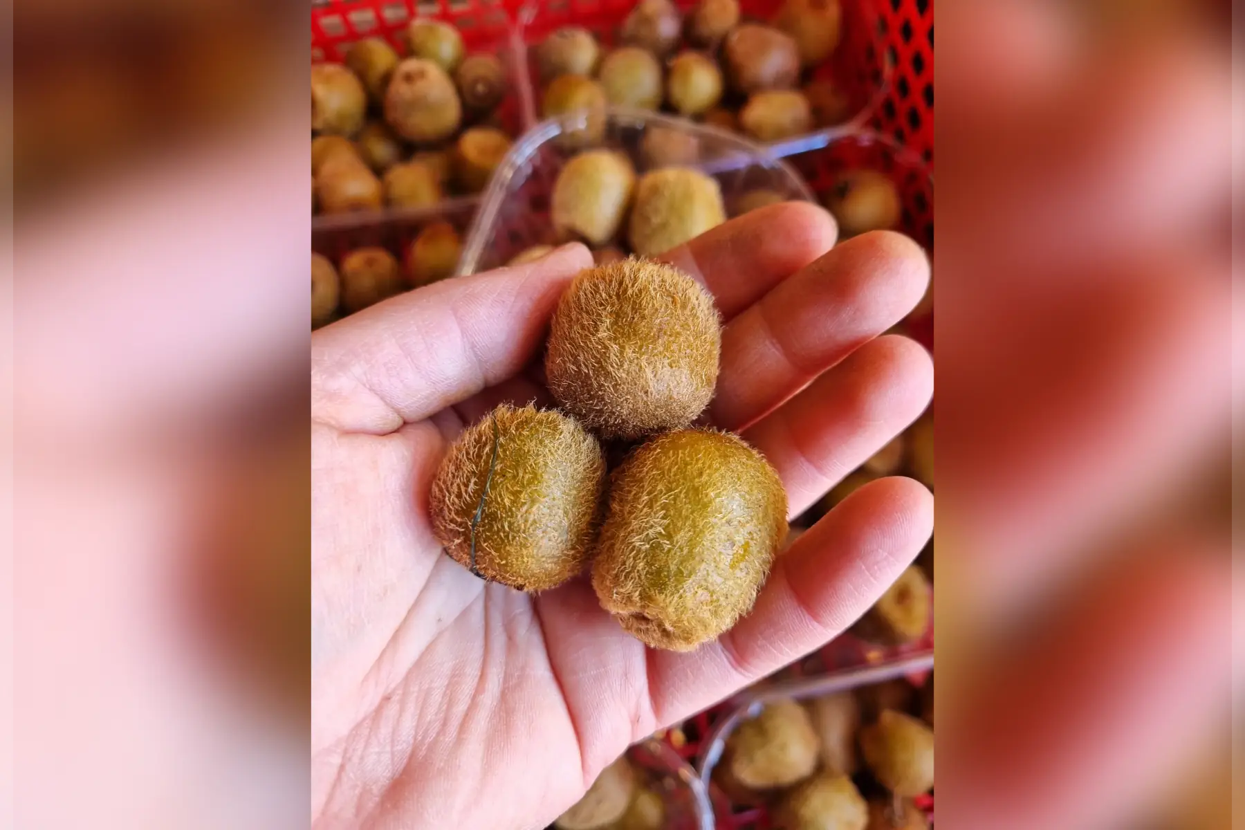 Les Fruits du jardin (au choix)