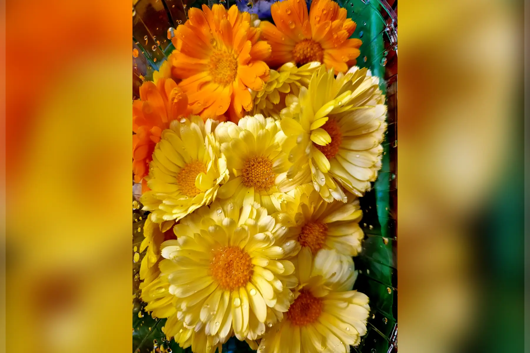 Soucis Calendula comestible bio