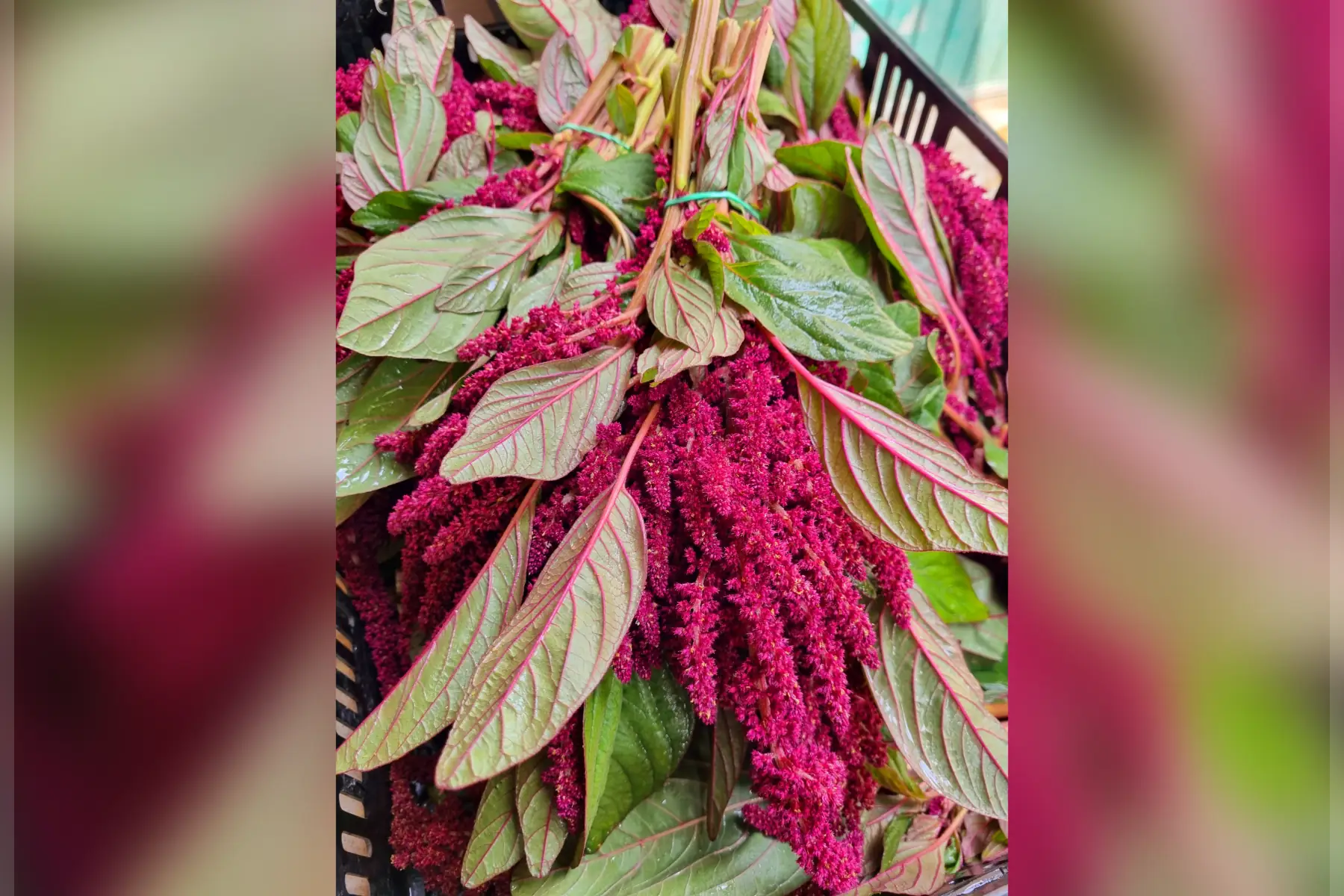 Amarante rouge bio