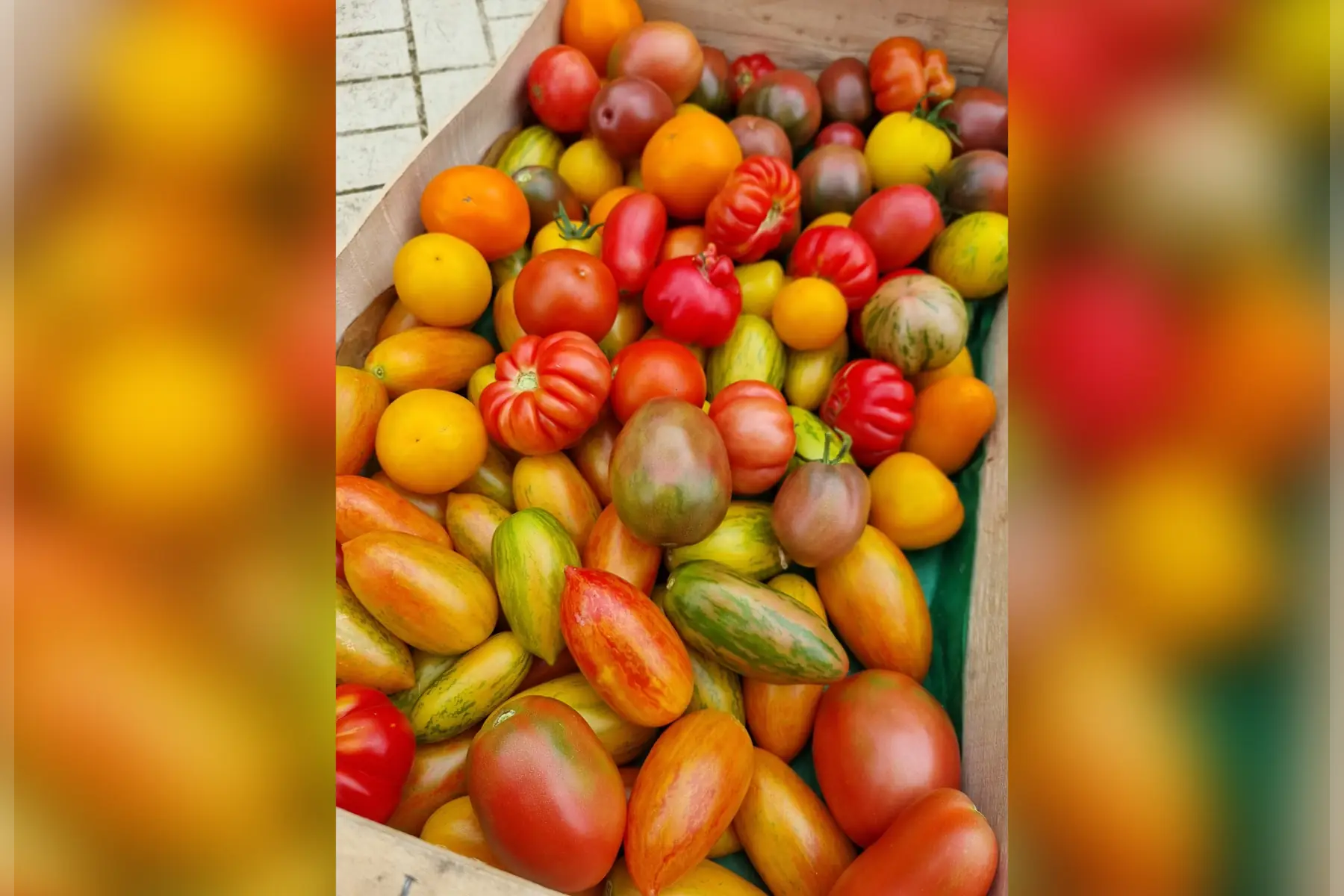 Tomates Cocktail bio