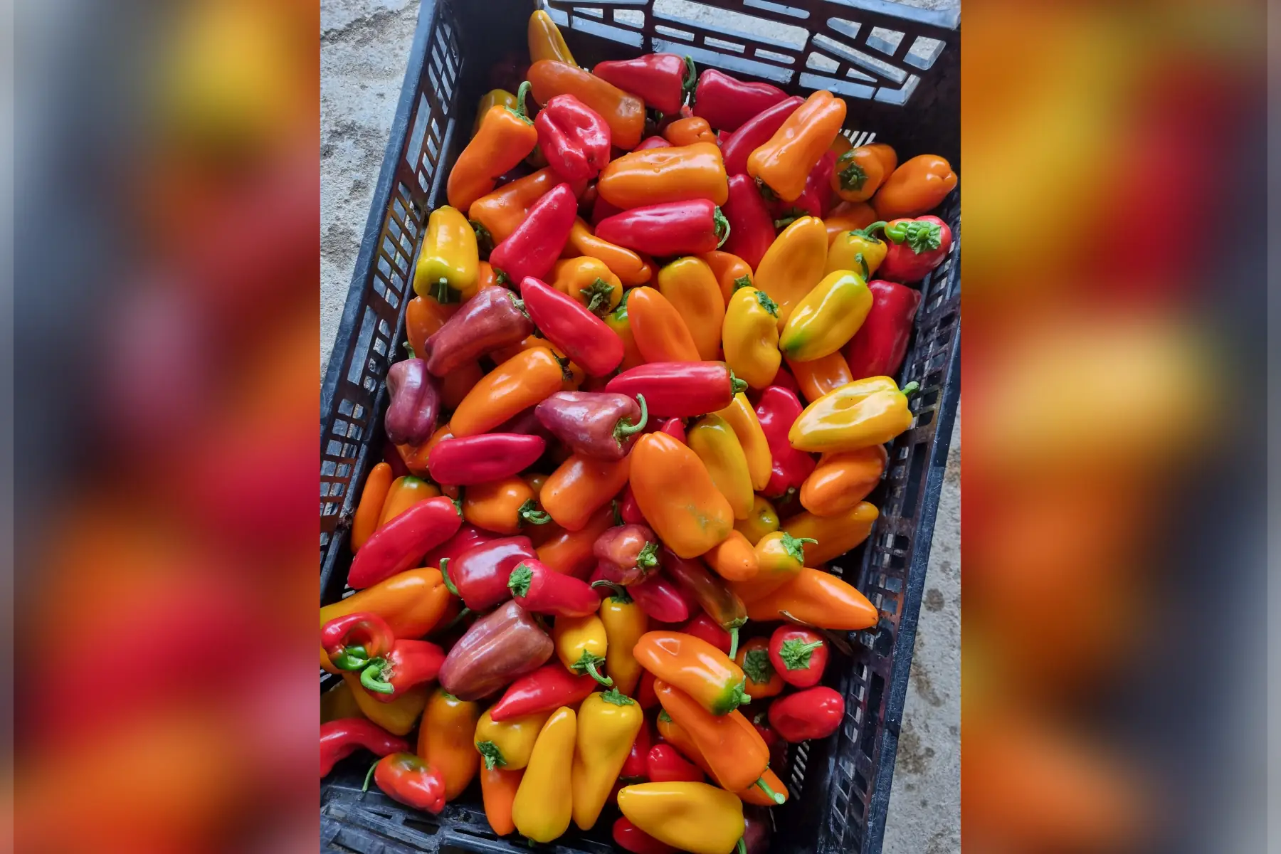 Mini poivrons doux bio