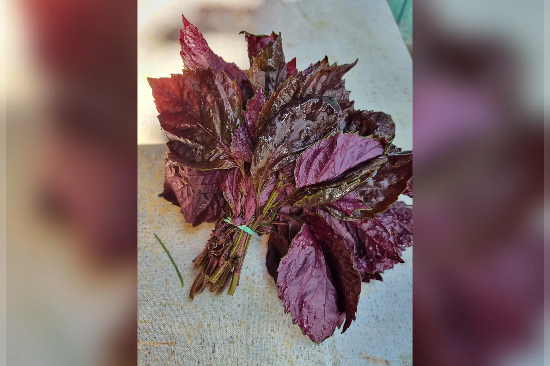 Shiso bio (au choix)
