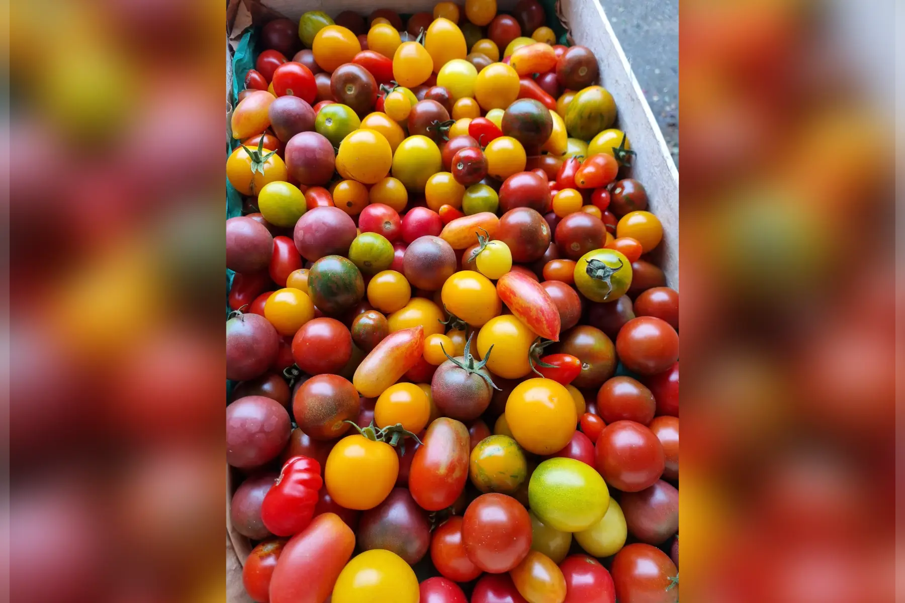 Tomate bio (au choix)