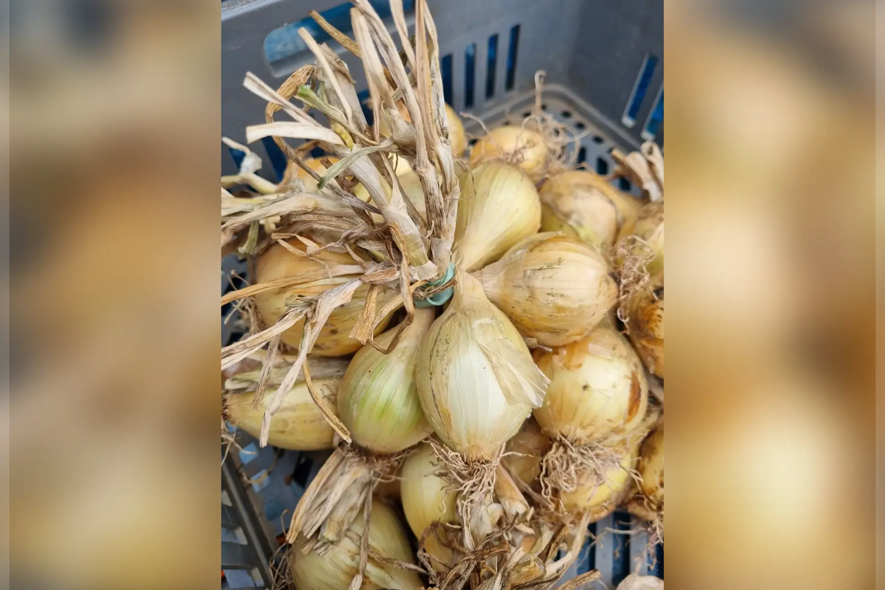 Oignon jaune doux bio