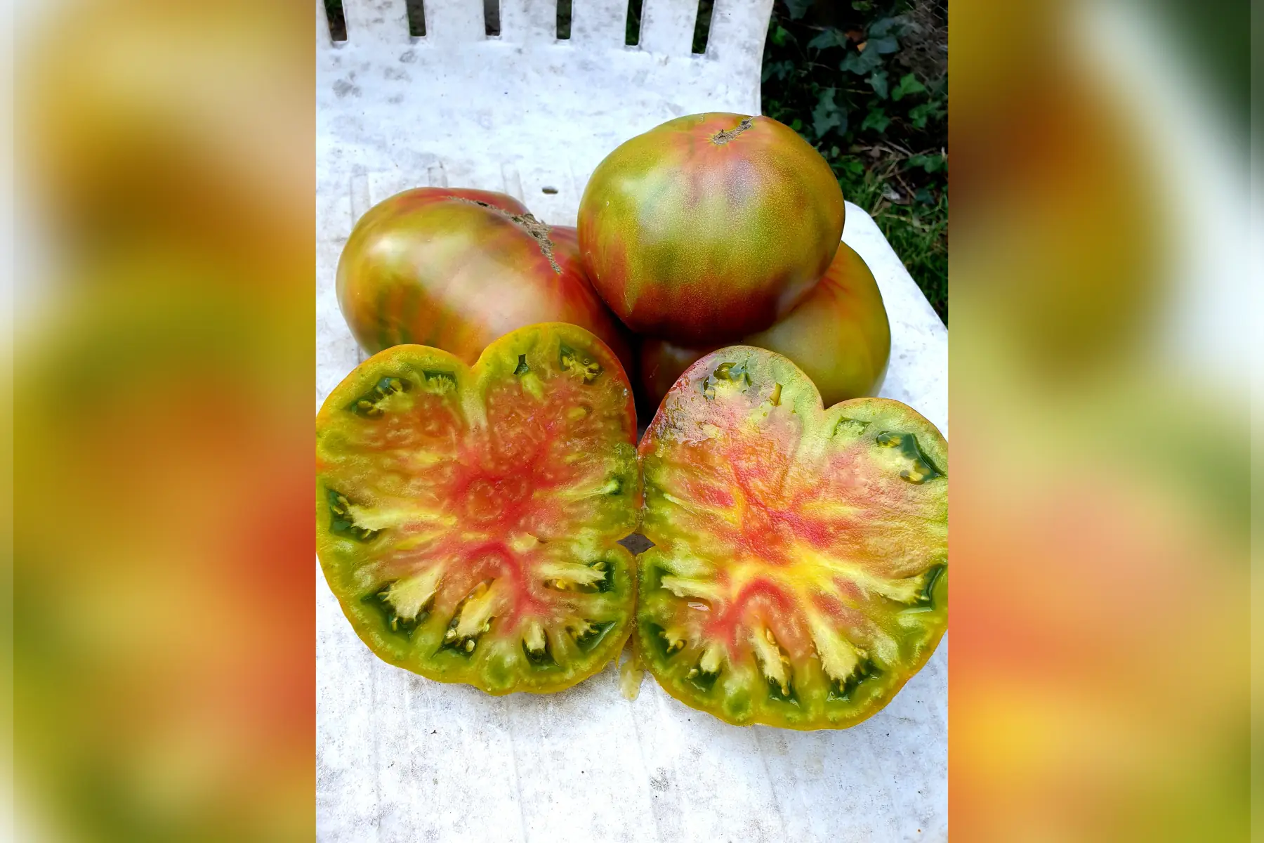 Tomates anciennes bio (au choix)