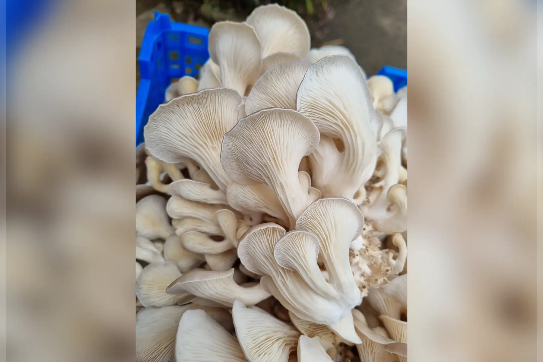 Pleurotes grises bio