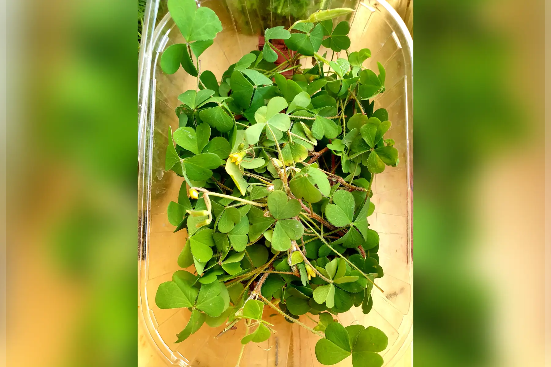 Oxalis bio