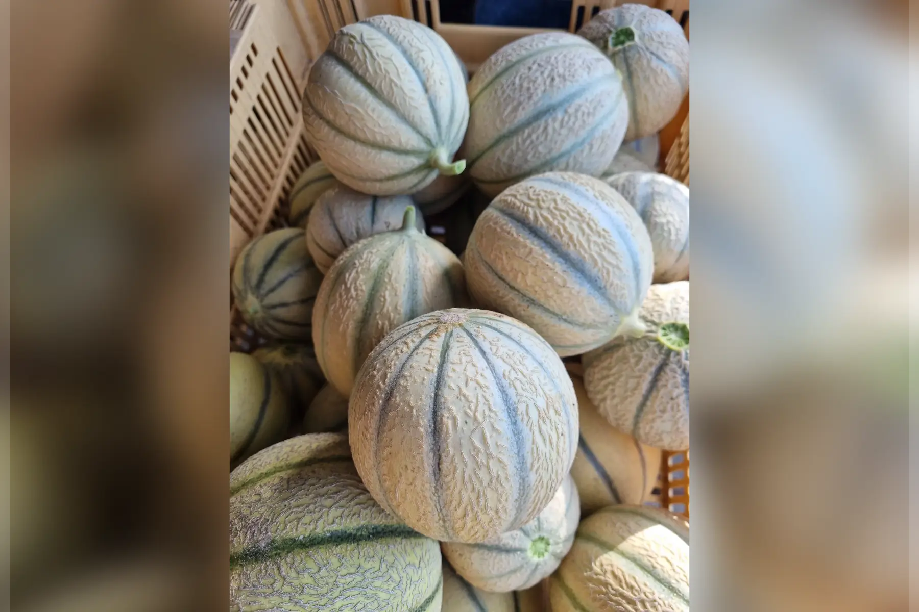 Melon du jardin bio