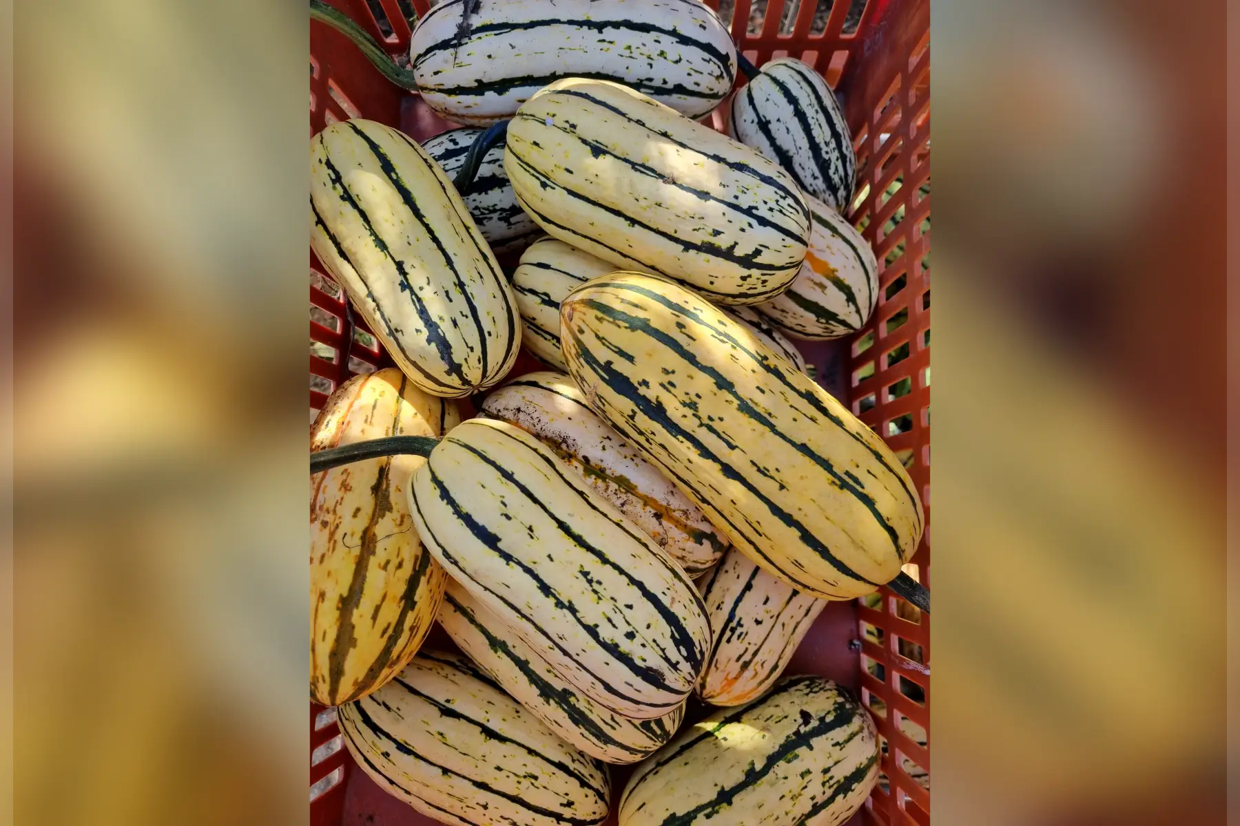Courge Délicata Bio