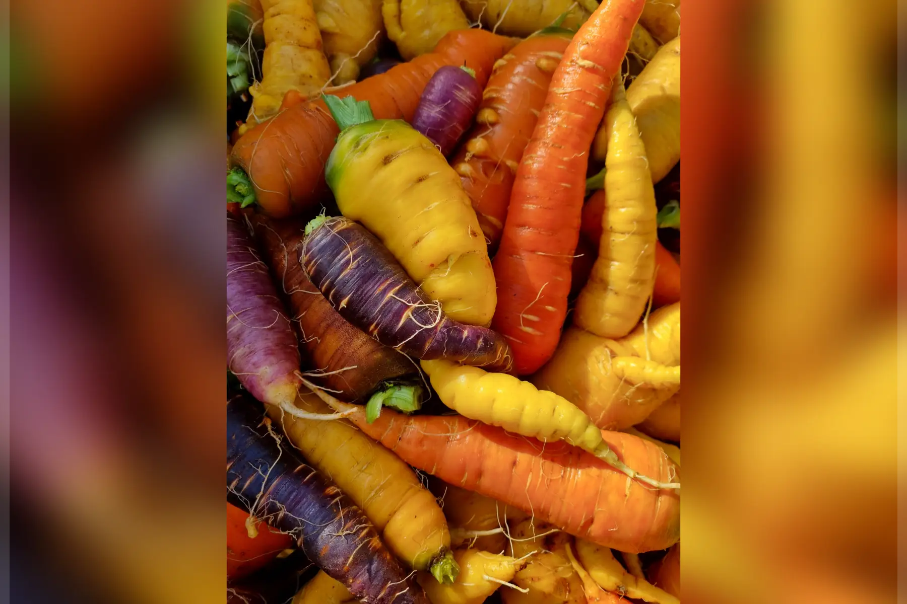 Carottes nouvelles bio (au choix)