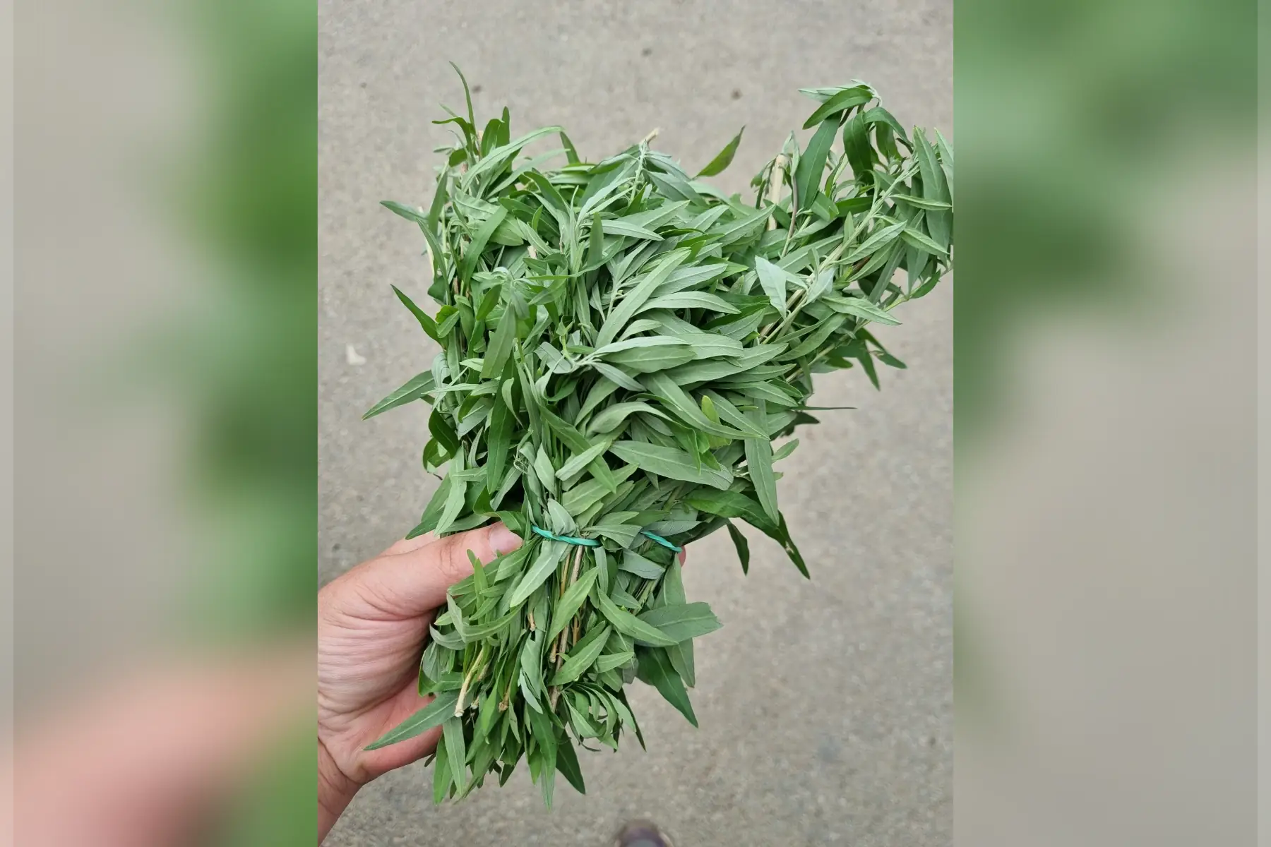 Verveine "Hollywood" bio