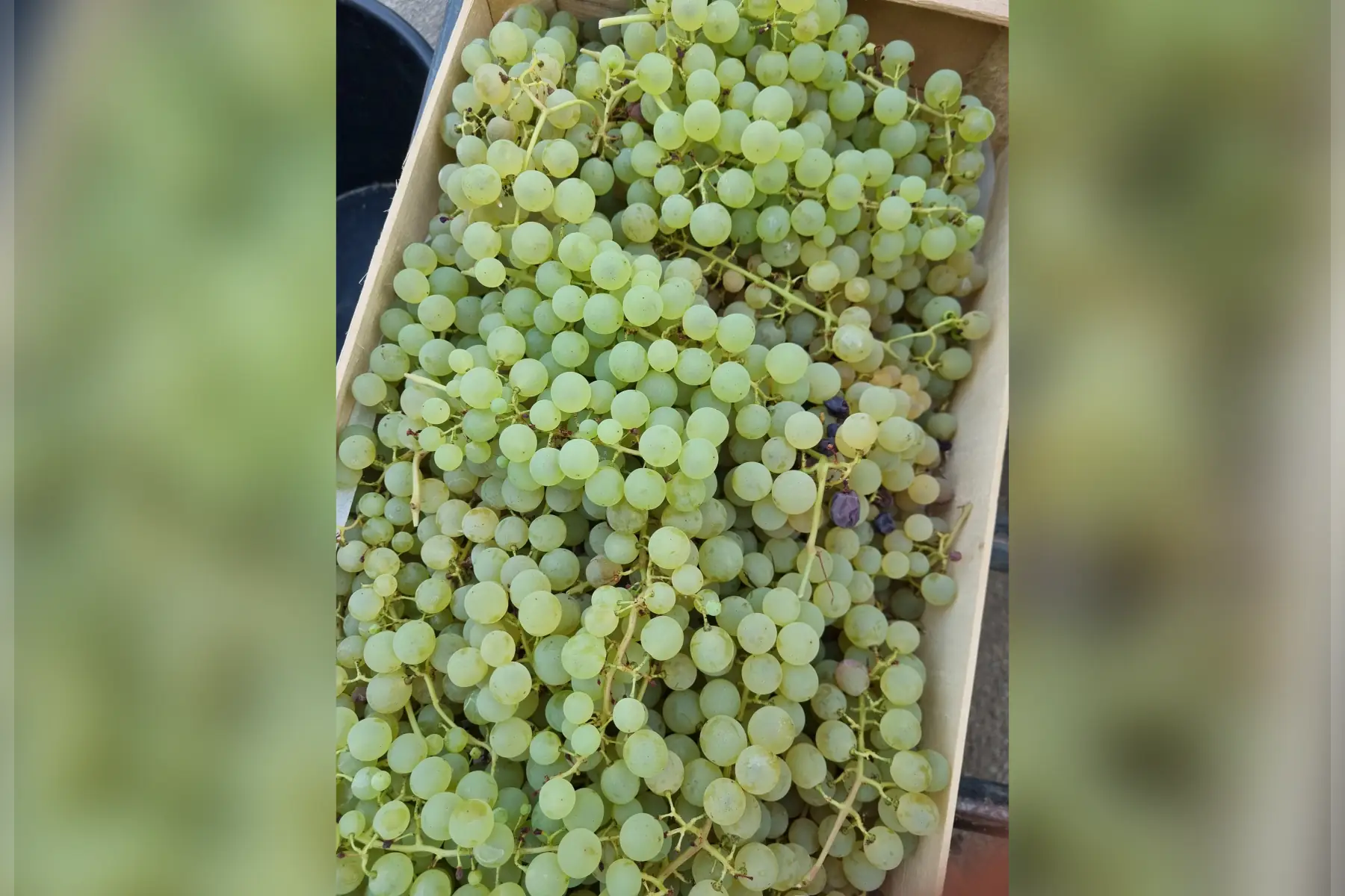 Raisin blanc du jardin bio