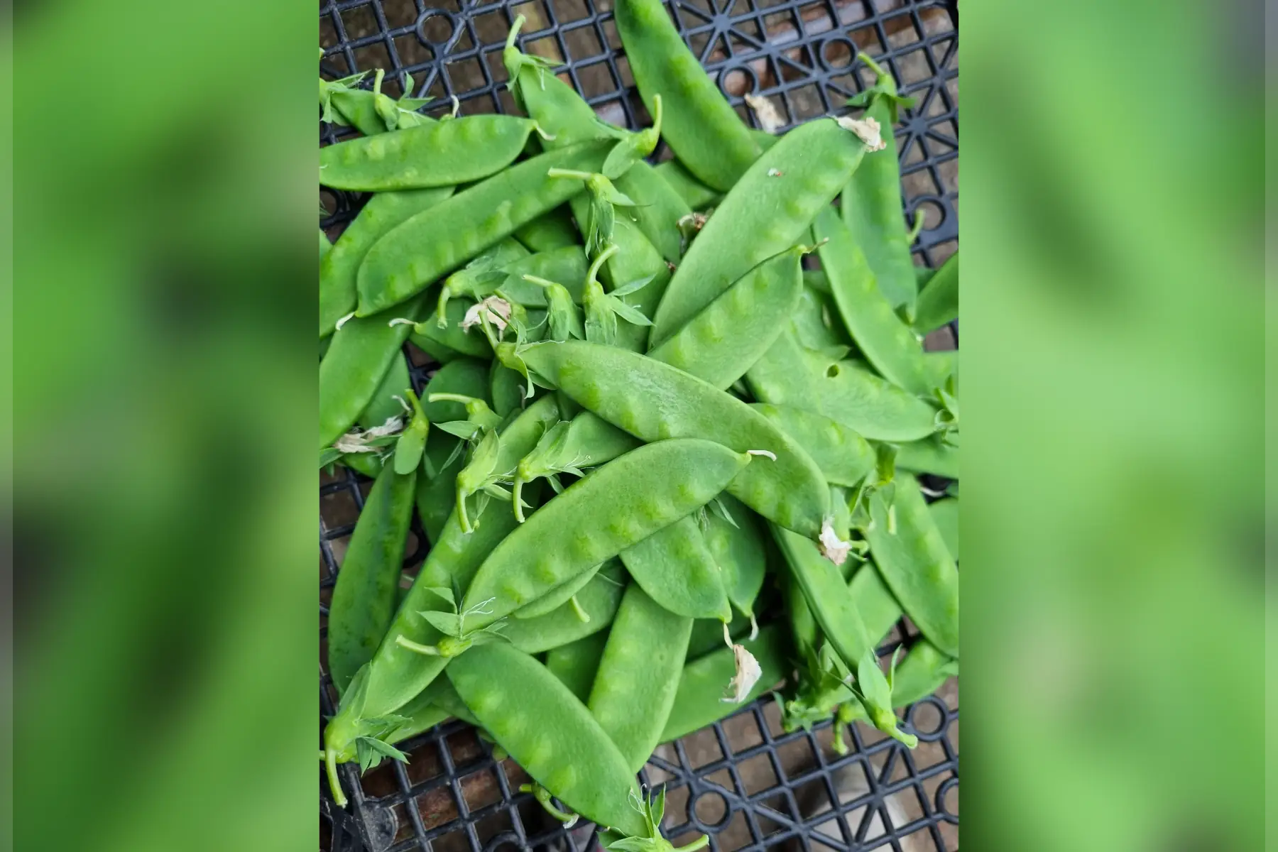 Pois gourmand "Mange-tout" bio