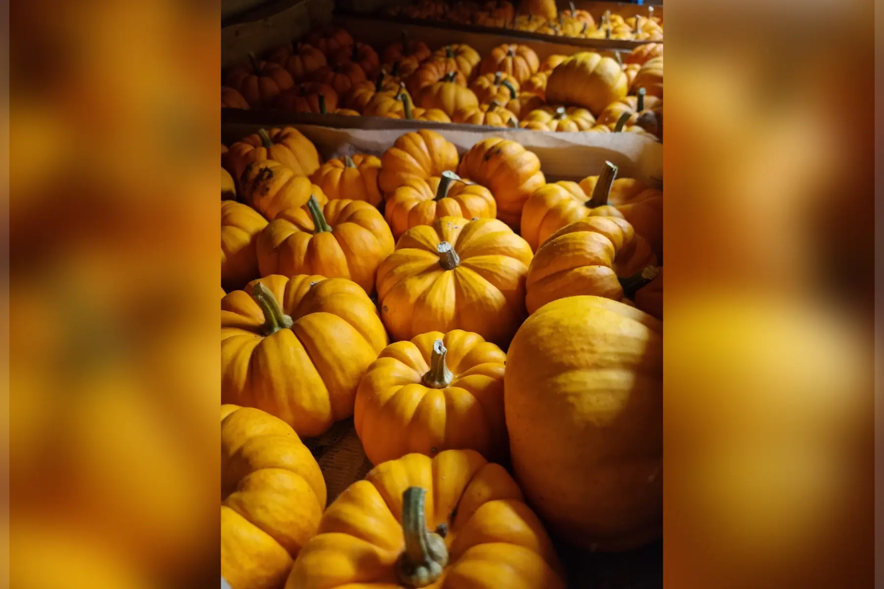 Courge Pomarine "Jack Be Little" Bio