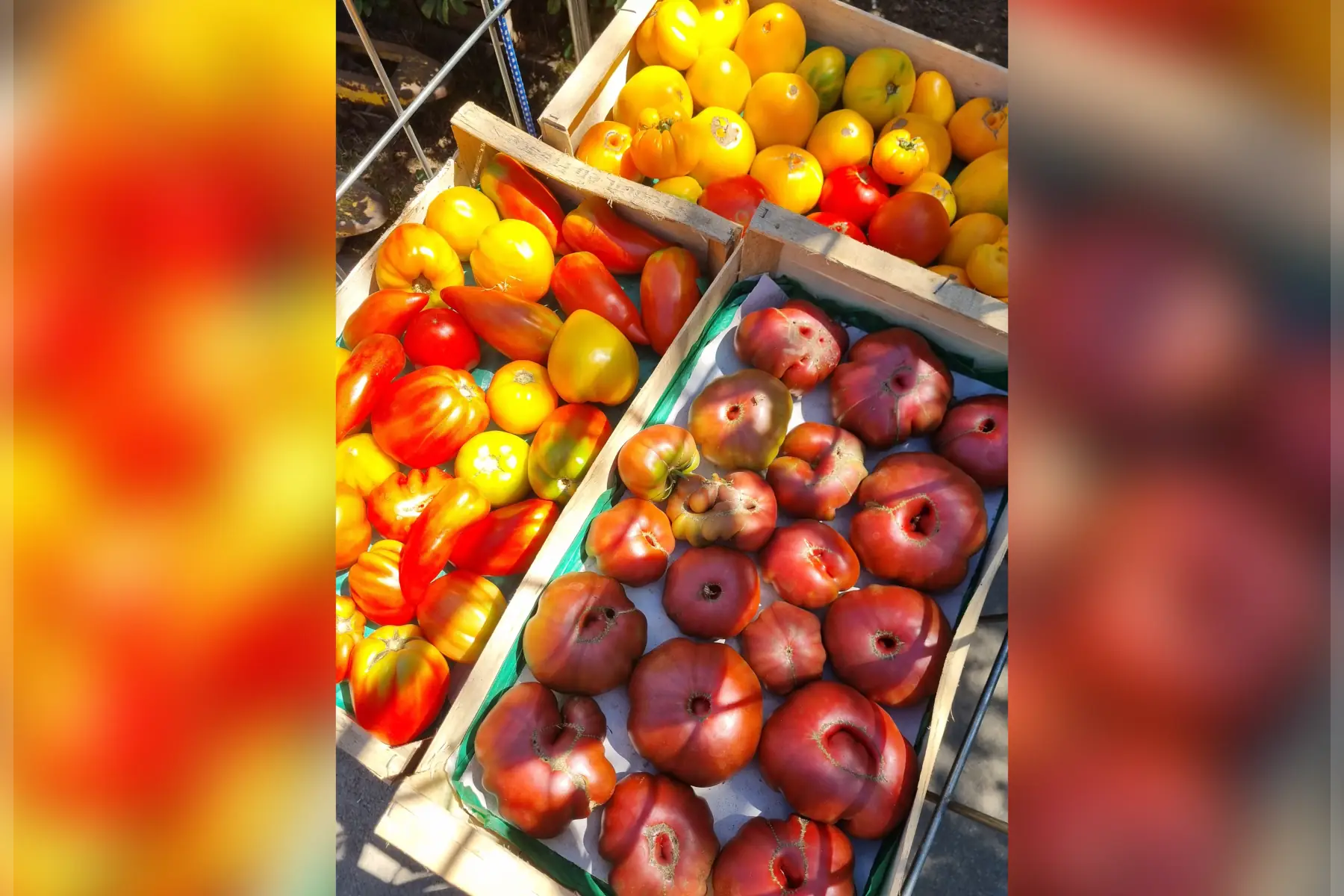 Tomate bio (au choix)