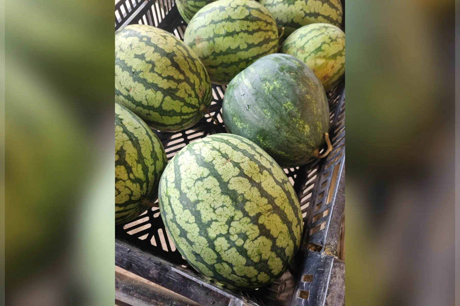 Pastèque du jardin bio