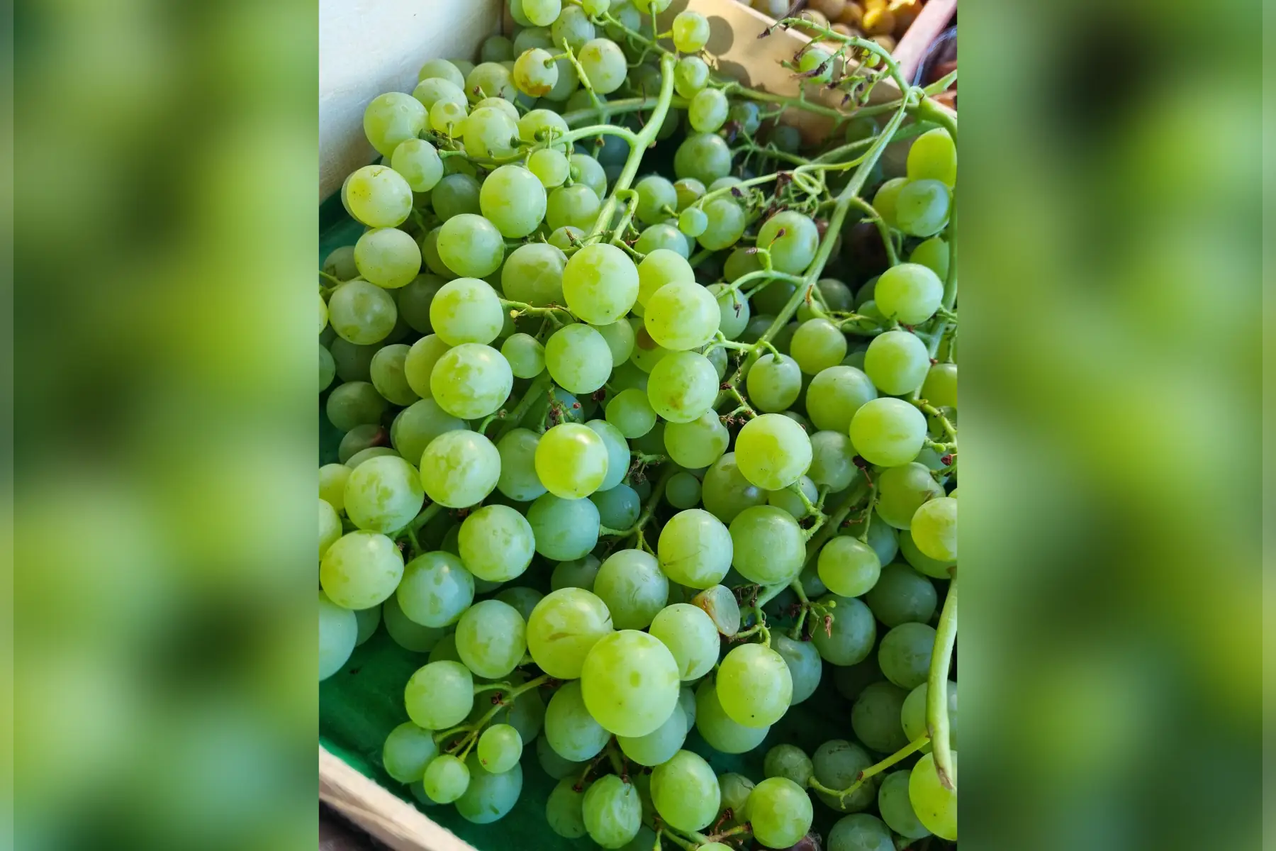 Raisin du jardin bio