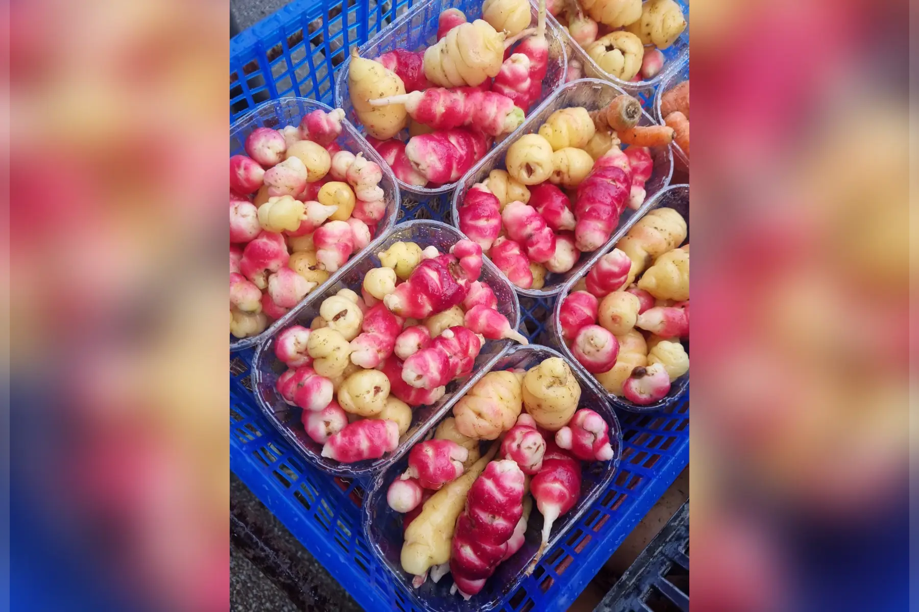 Oca du Pérou bio
