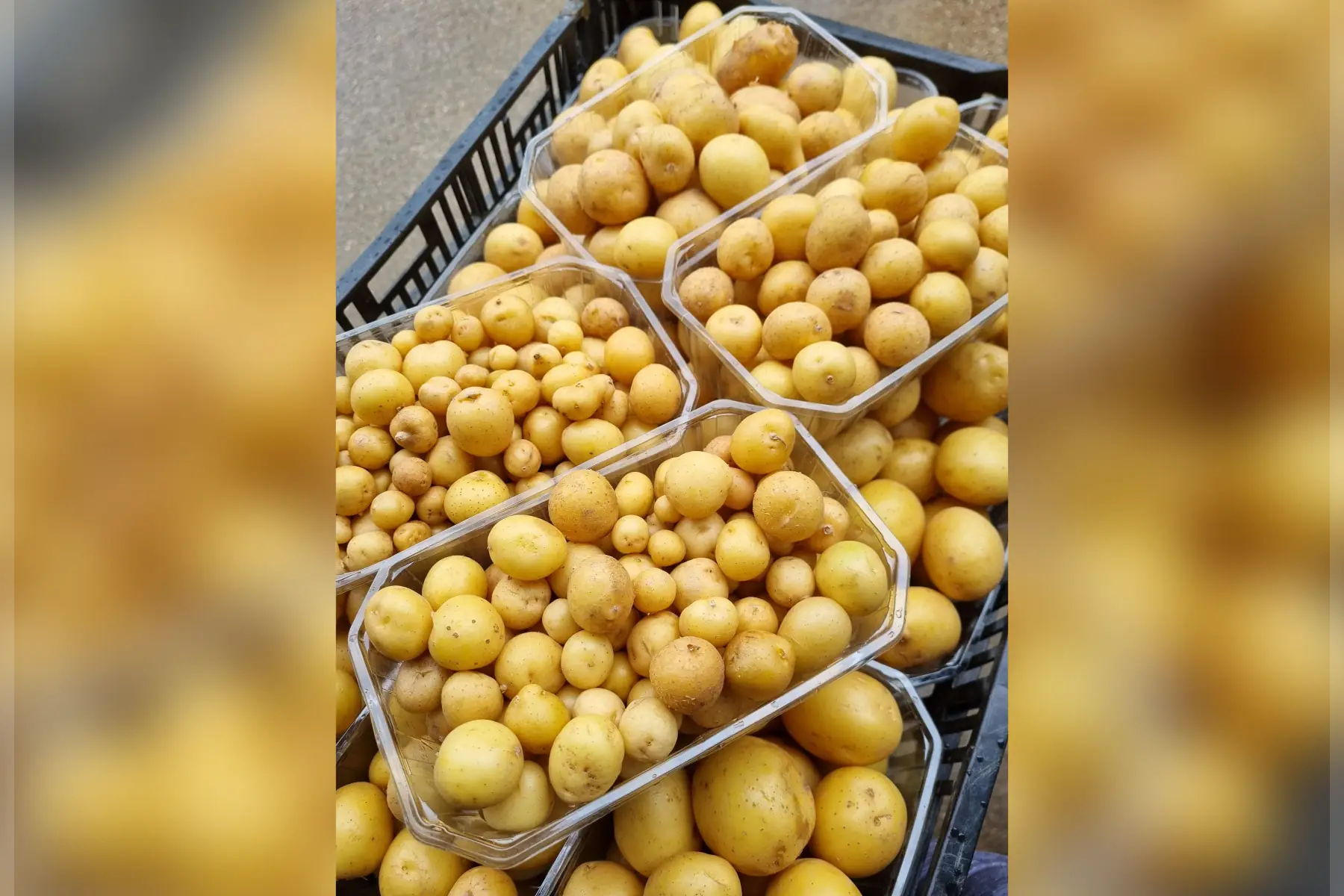 Pommes de terre Grenaille "Rikéa" bio