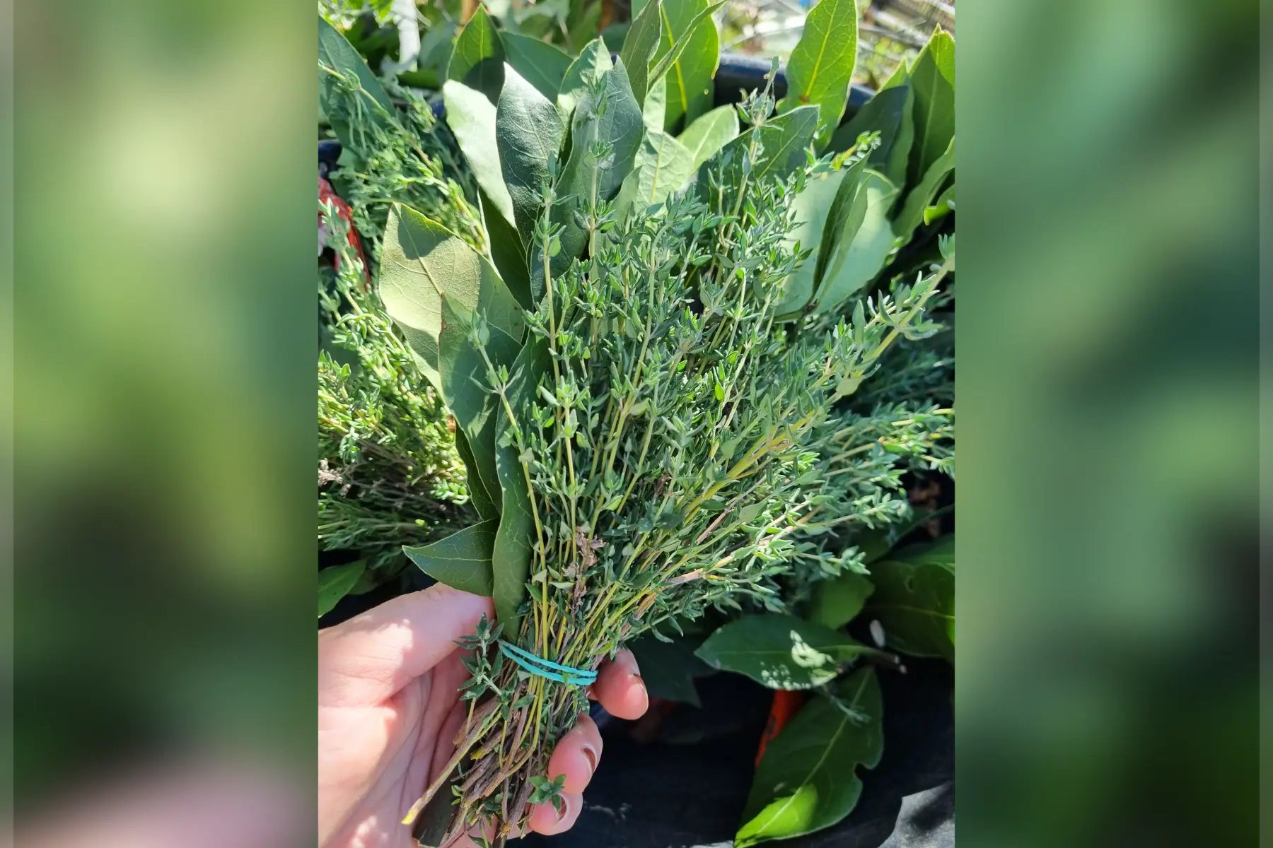 Thym bio (au choix)