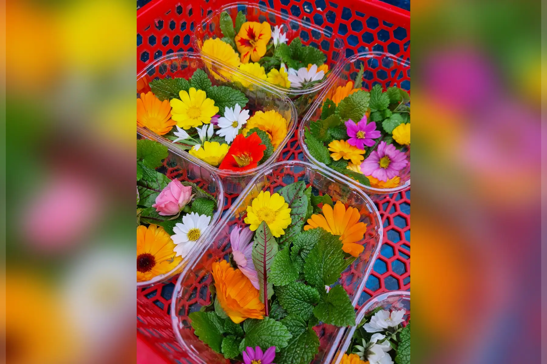 🌸 Fleurs comestibles bio (au choix)