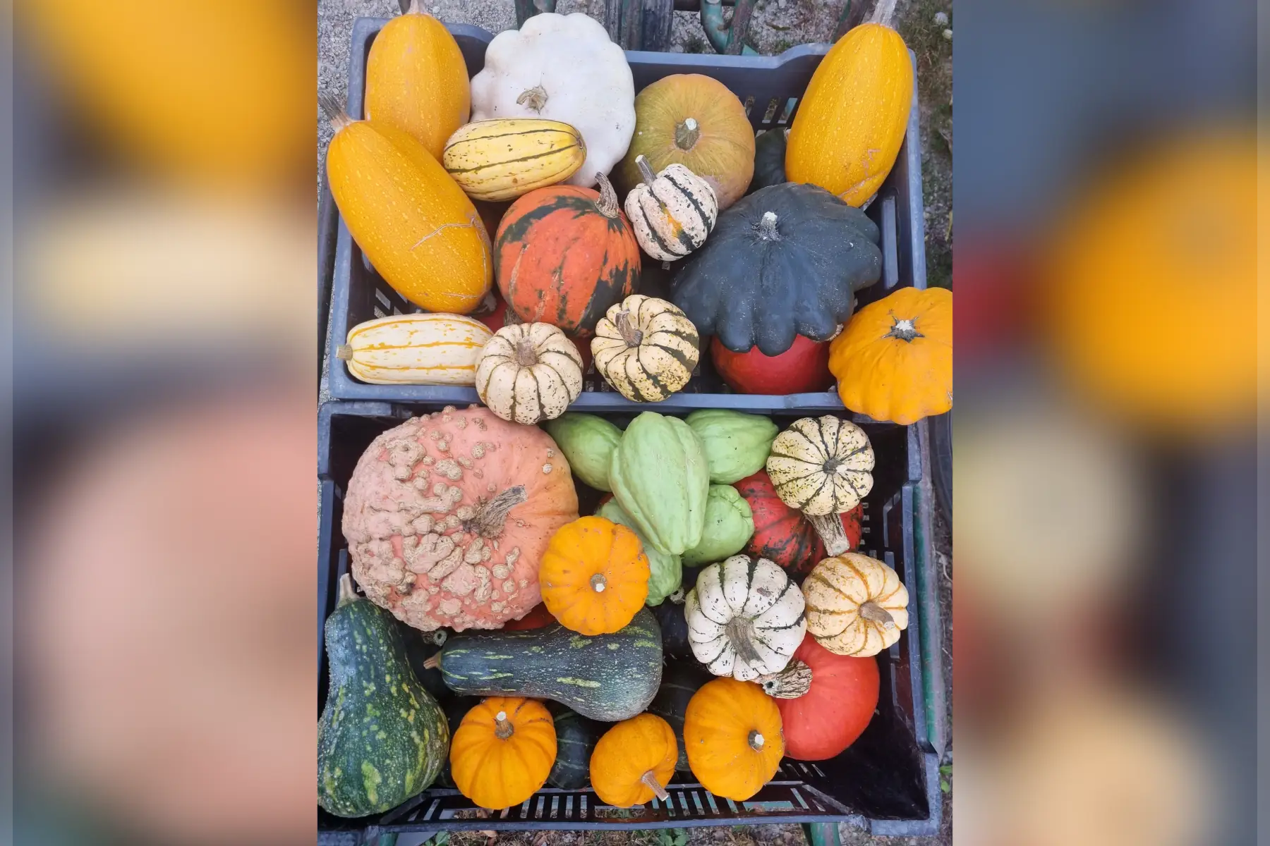 Les Courges bio (au choix)