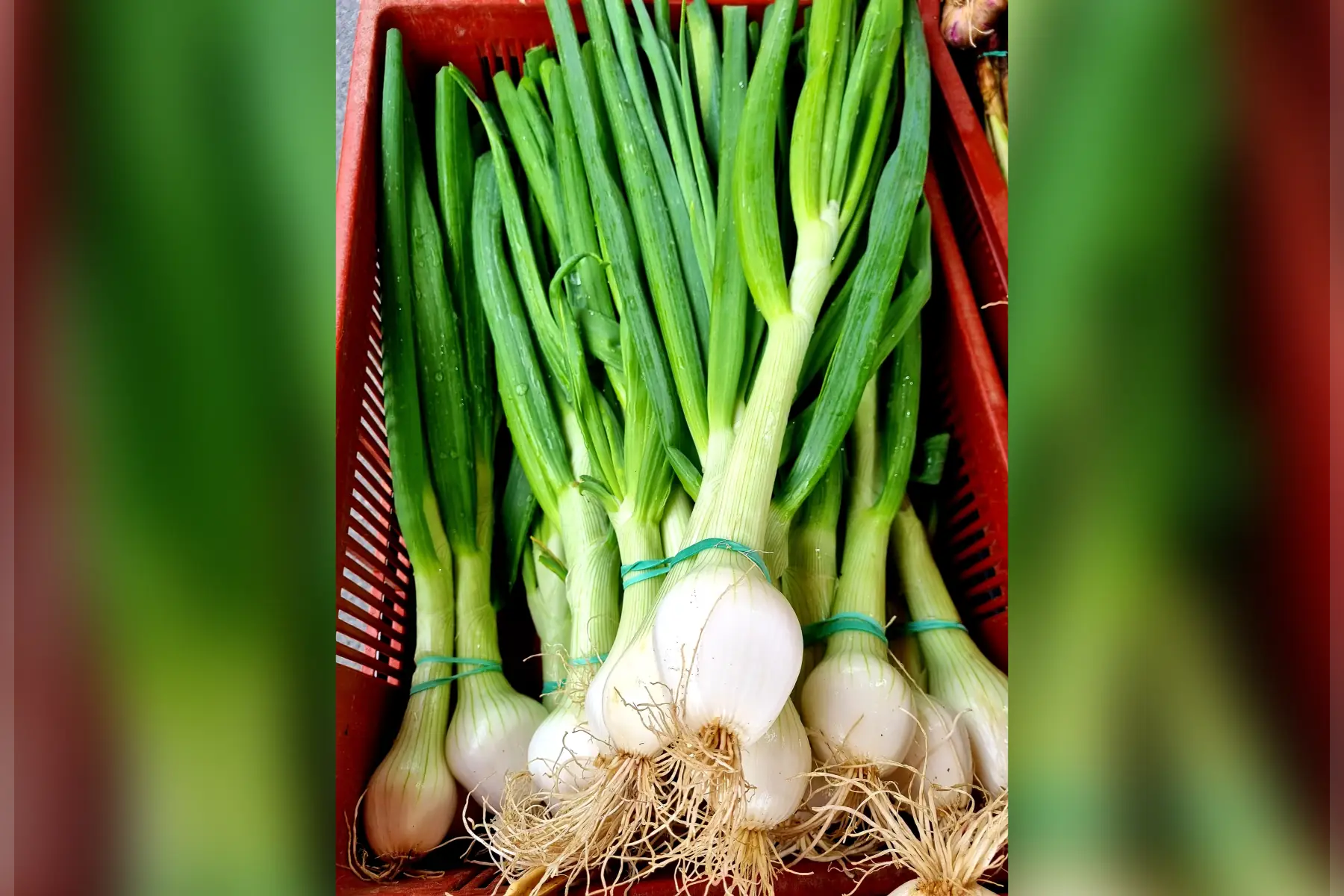 Oignon blanc botte bio