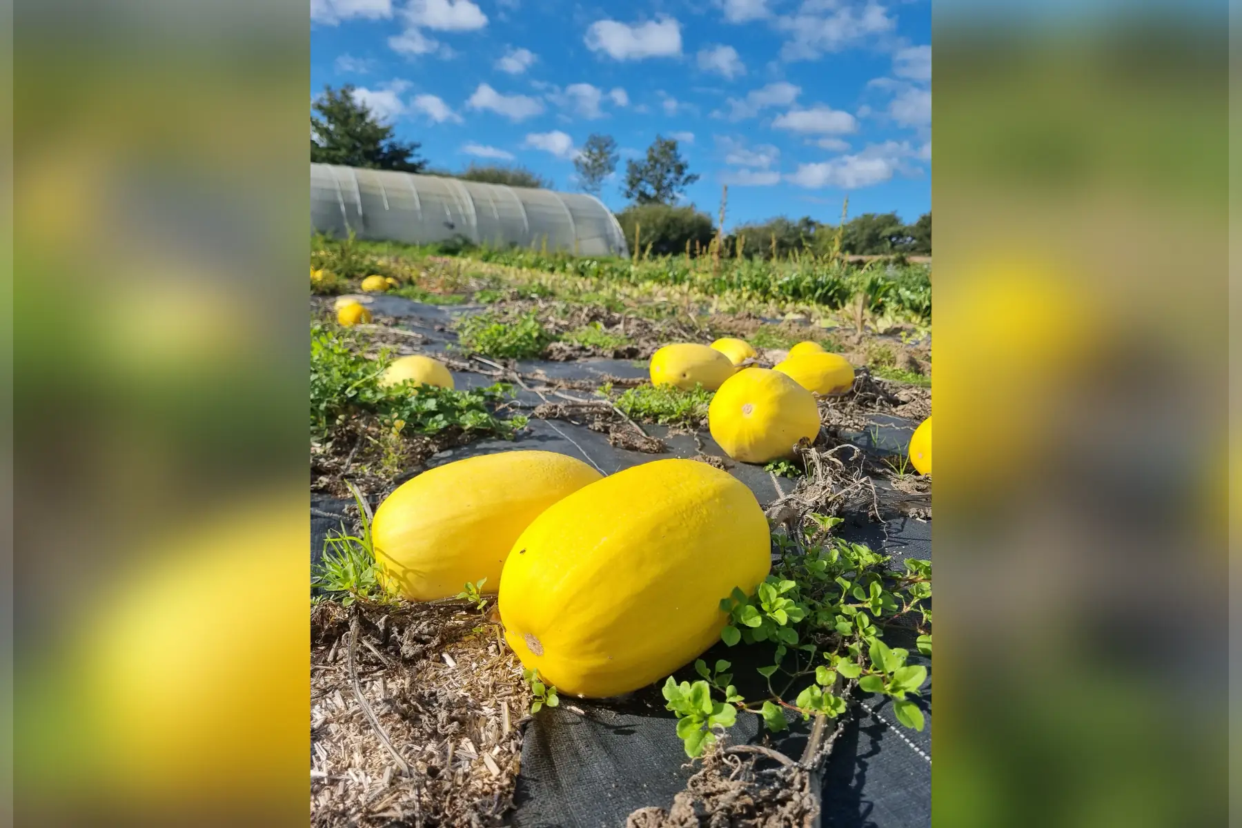 Courge Spaghetti Bio