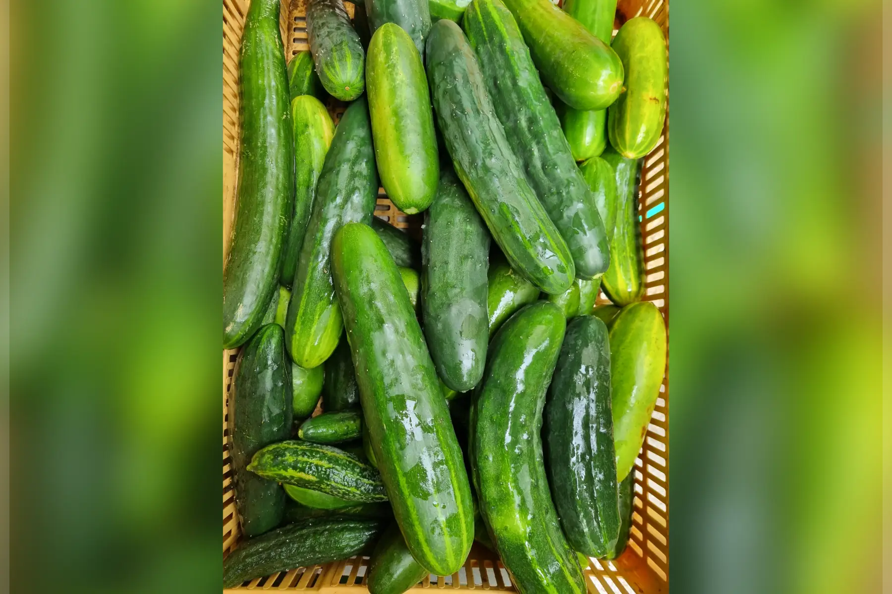 Concombre épineux bio