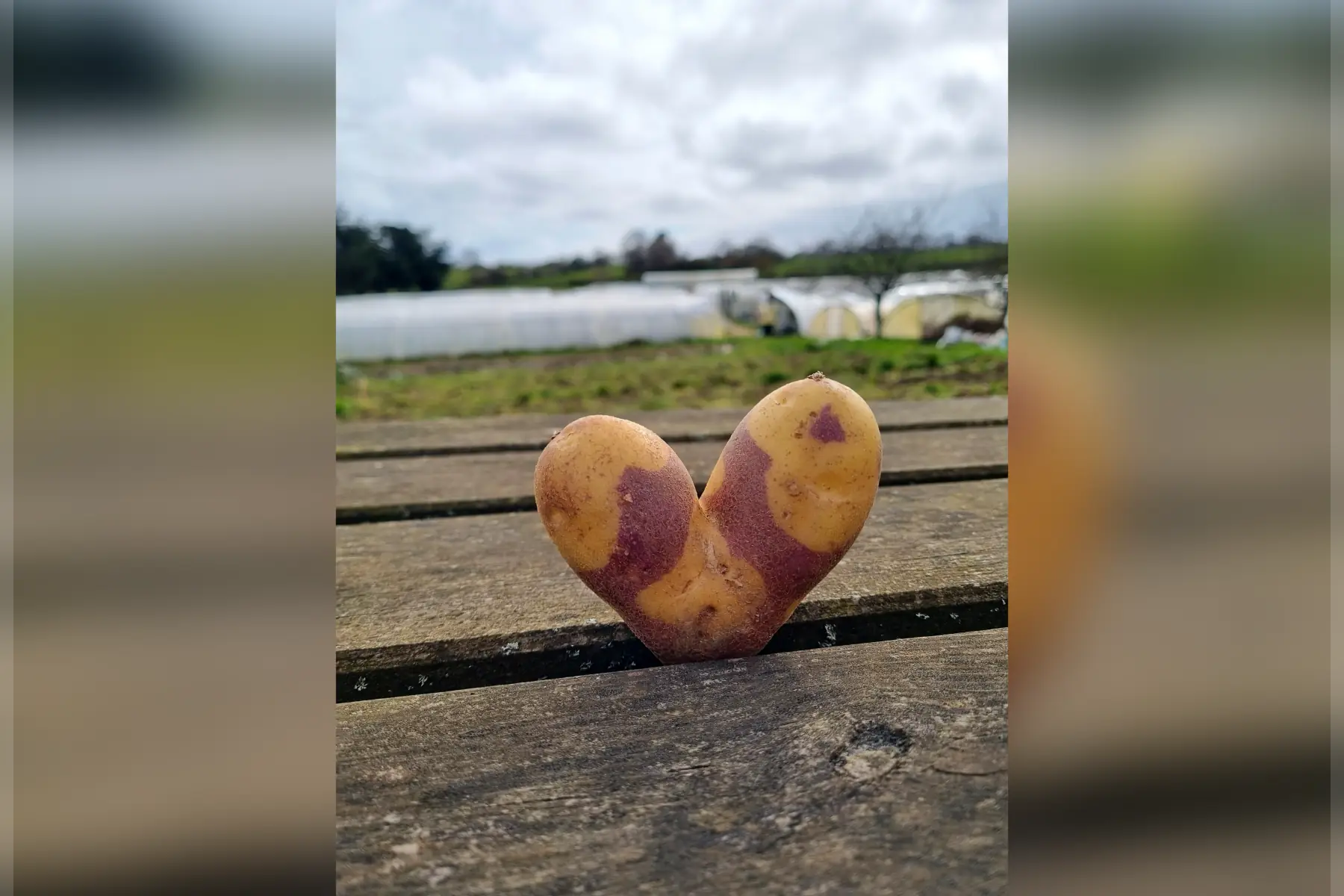 Le jardin de Betty - Bio de Baden