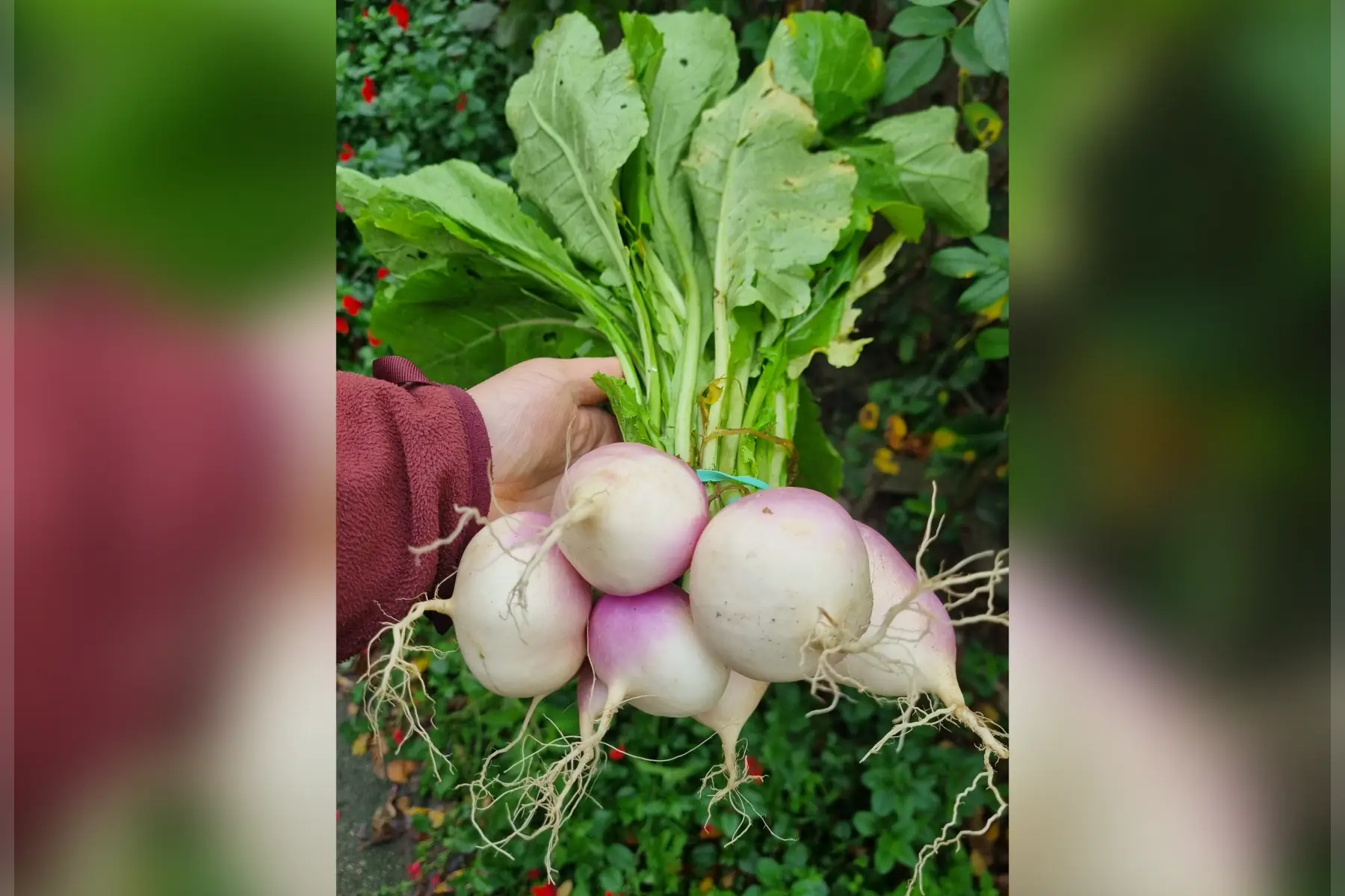 Navets bio (au choix)