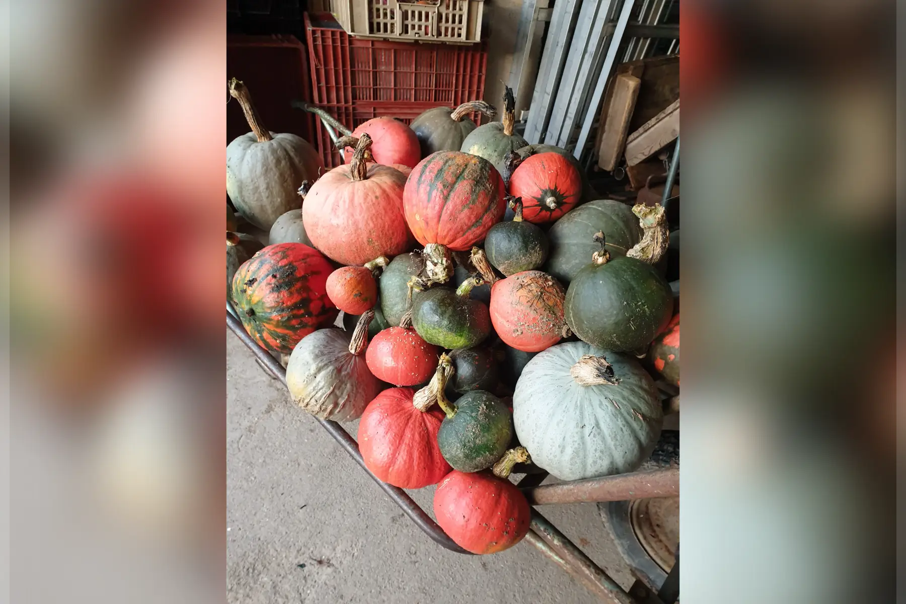 Courge Potimarron bio