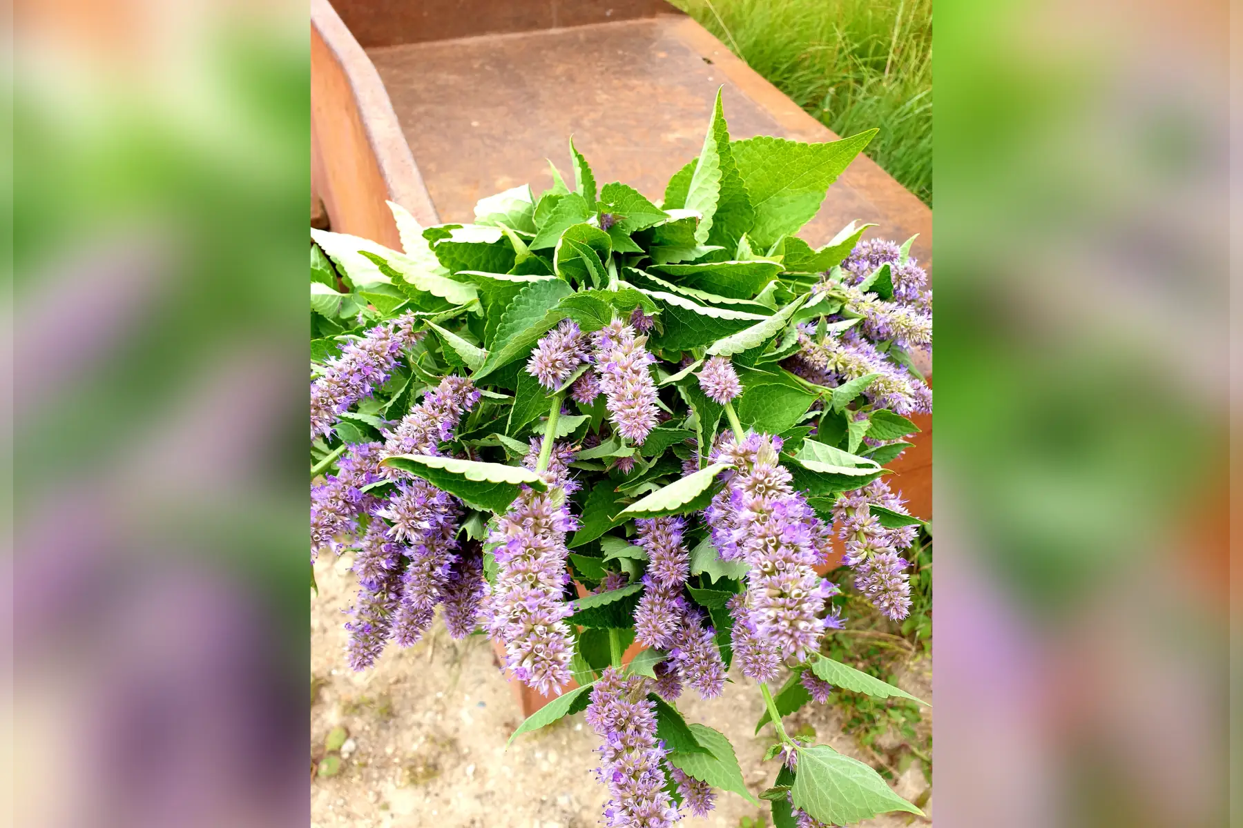 Agastache (Menthe Coréenne) bio