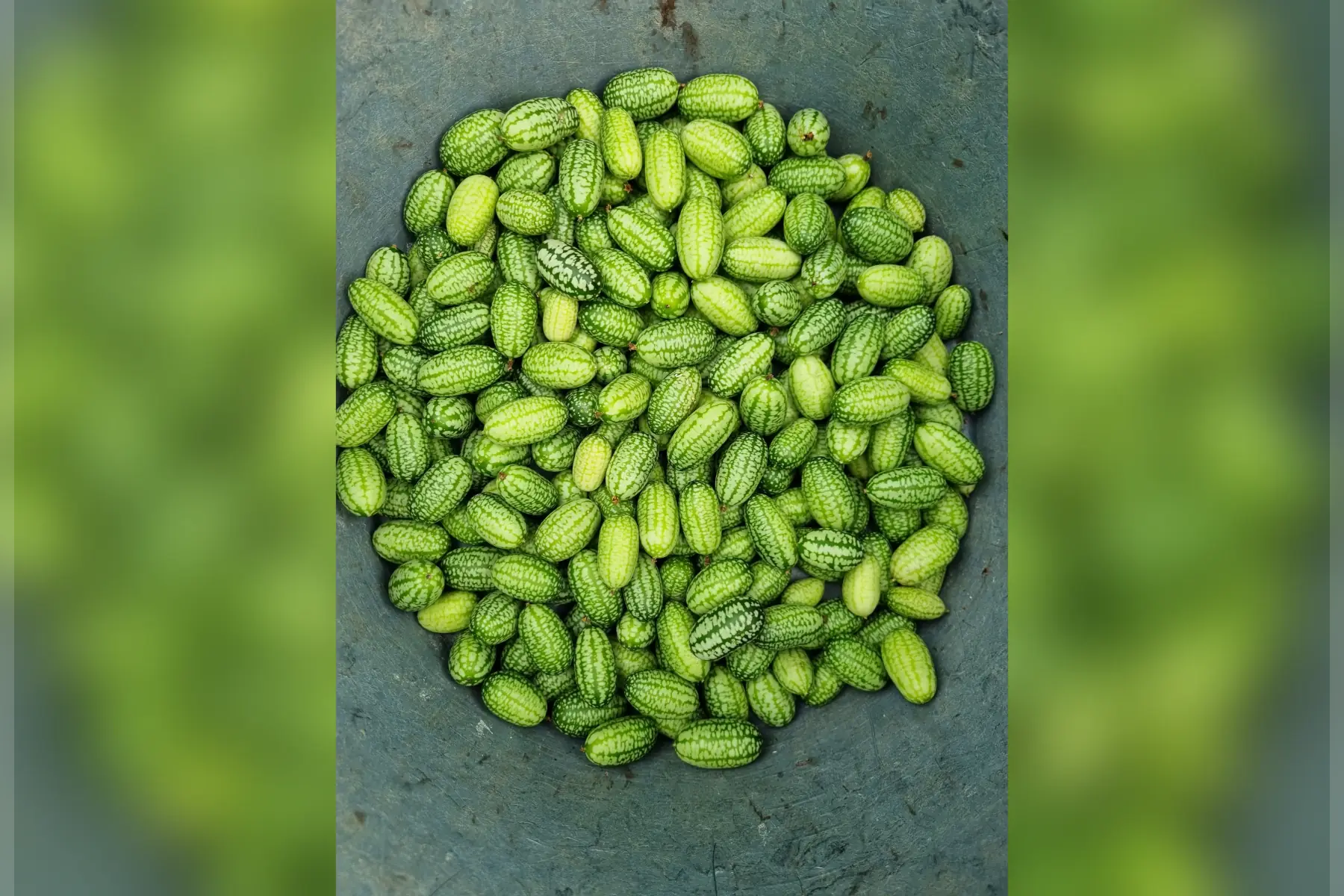 Cucamelon (ou mini concombre) bio barquette de 100g