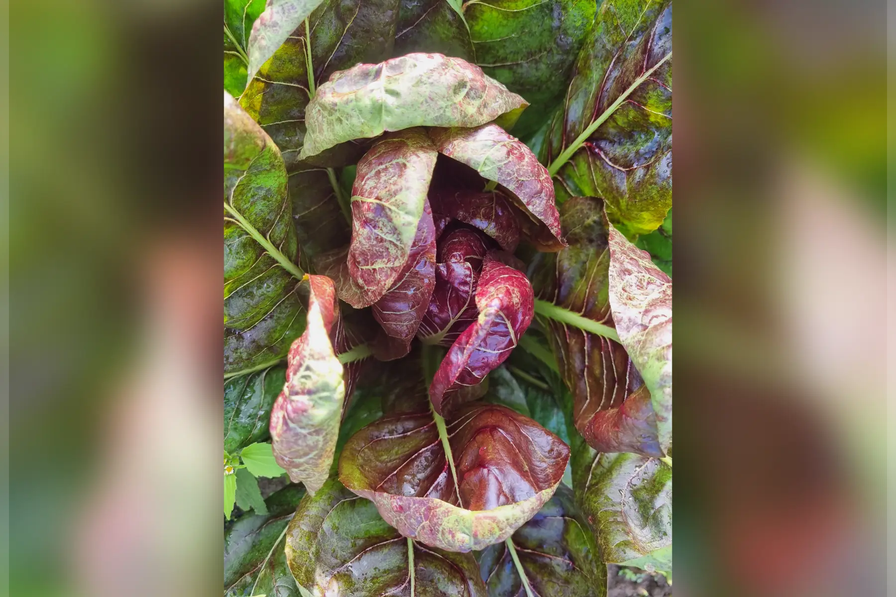 Salade Chicorée bio (au choix)