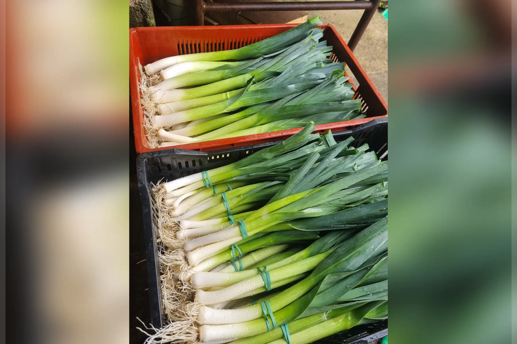 Poireaux bio (au choix)