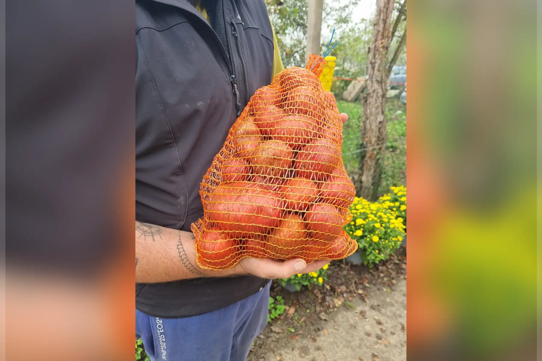 Pomme de terre "Alouette" bio