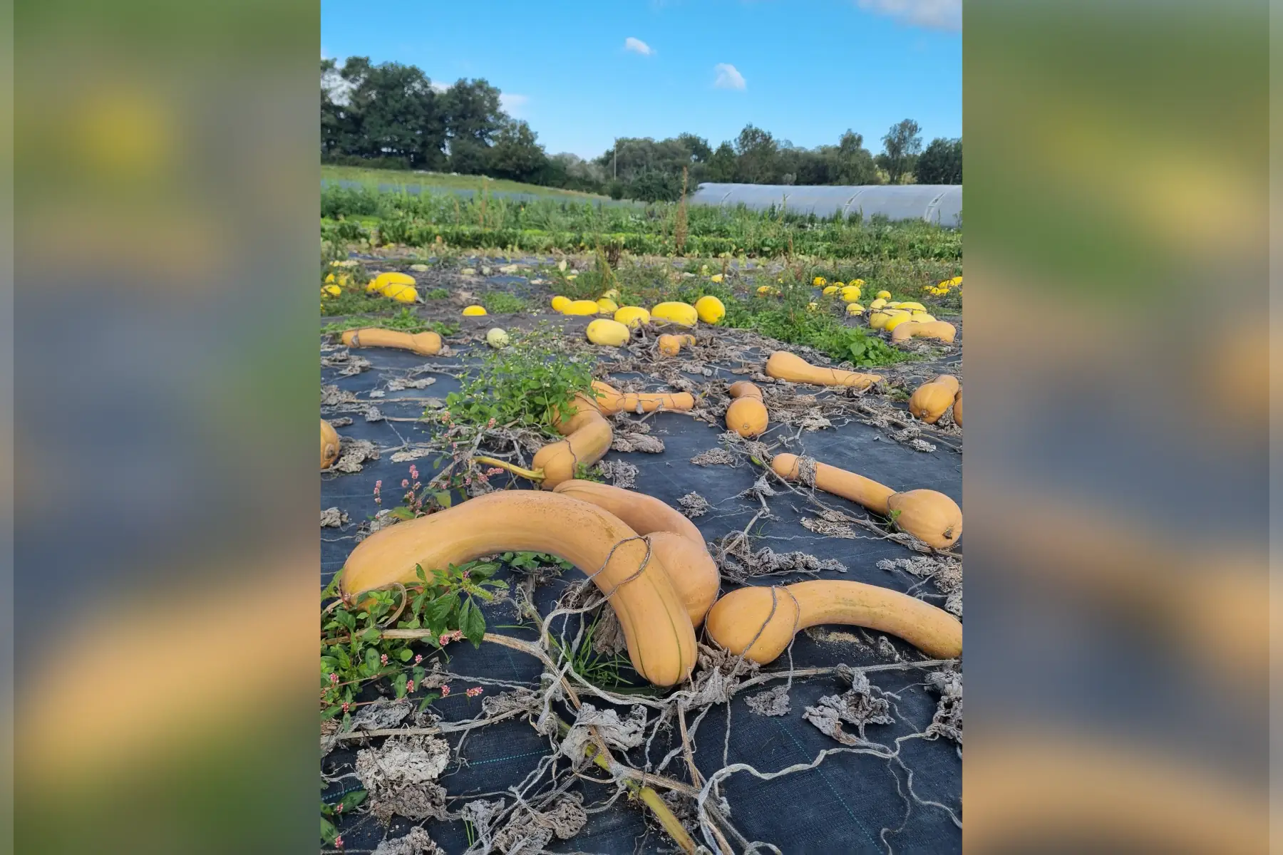 Courge Longue de Nice Bio